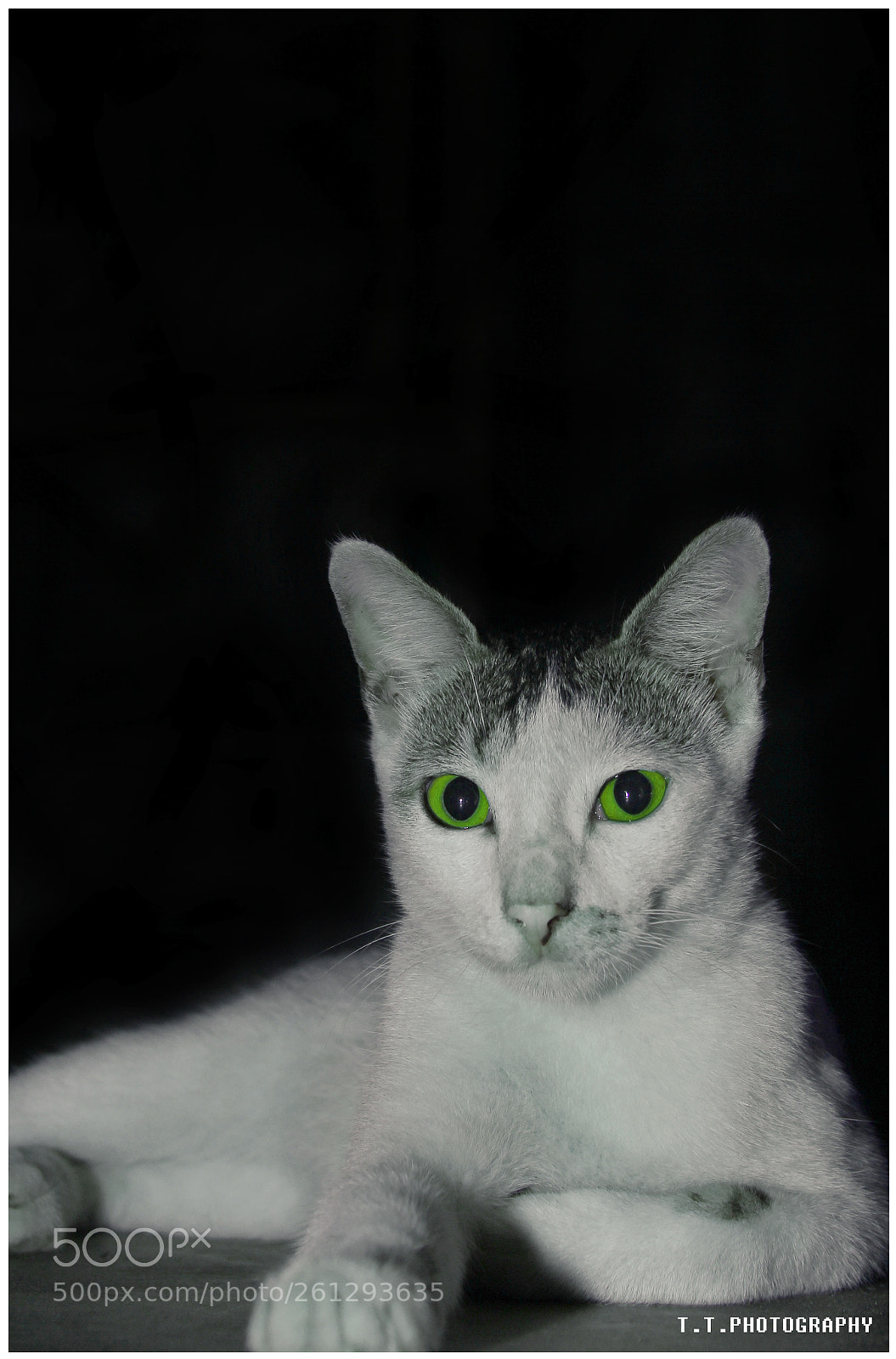 Canon EOS 60D sample photo. Untitled photography