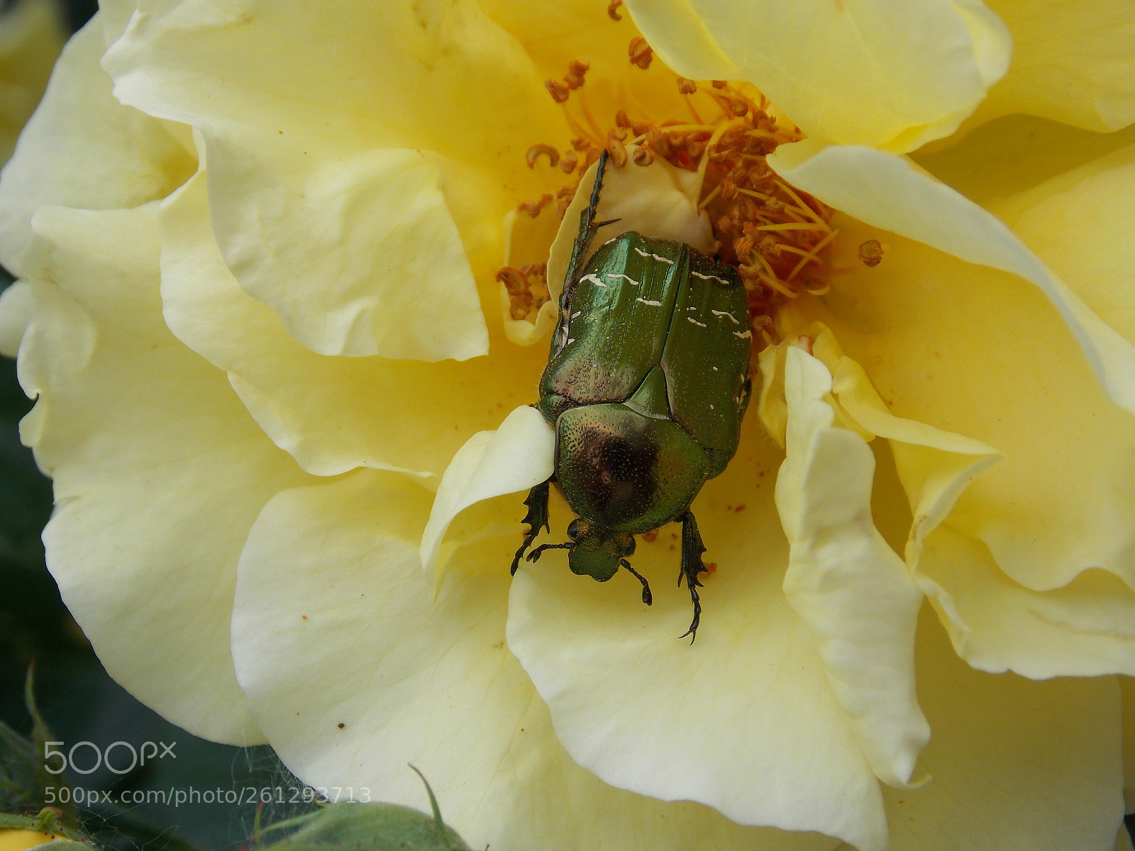Nikon Coolpix L810 sample photo. Green buggy on yellow photography