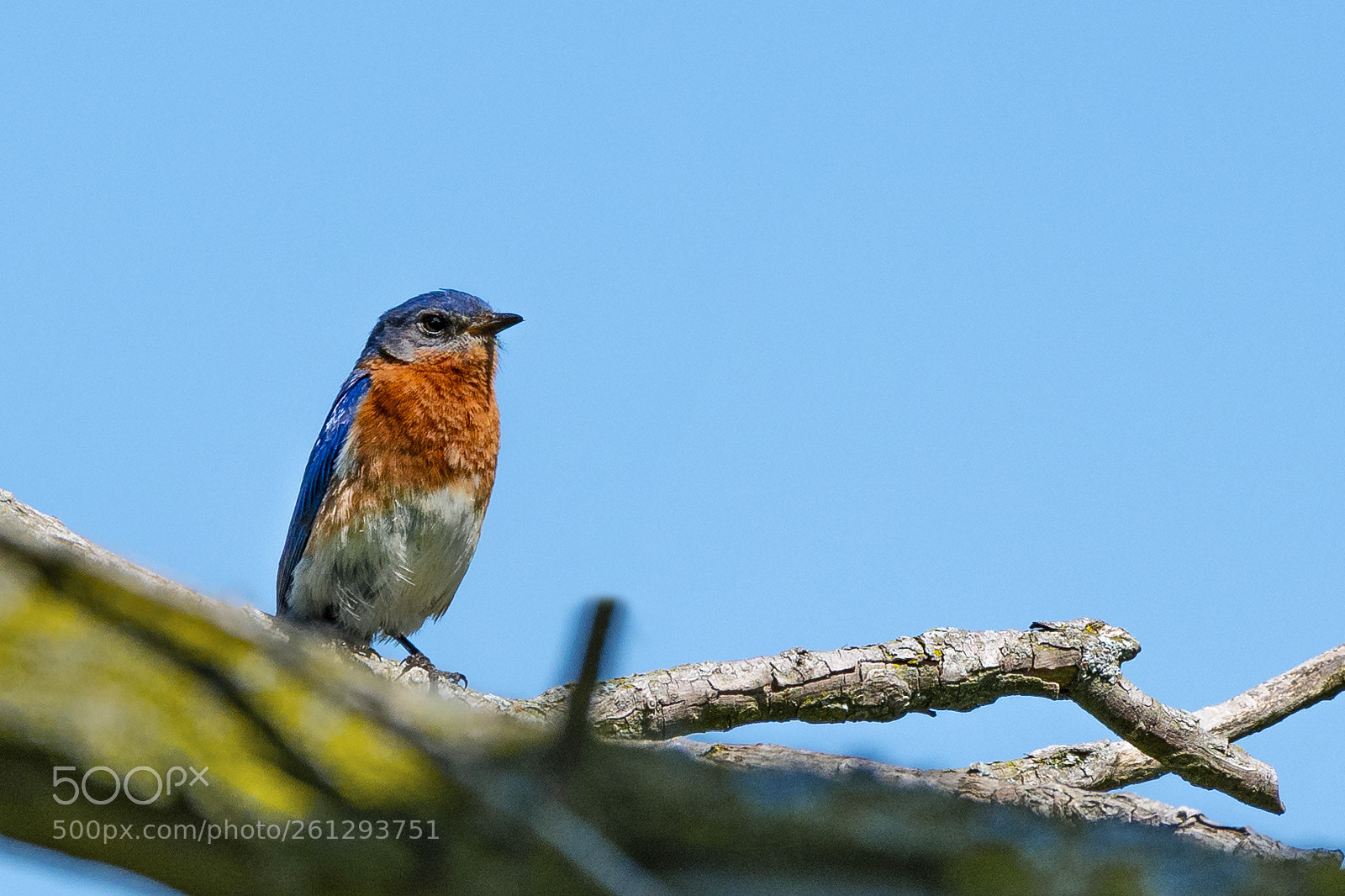 Nikon D500 sample photo. Eastern bluebird photography