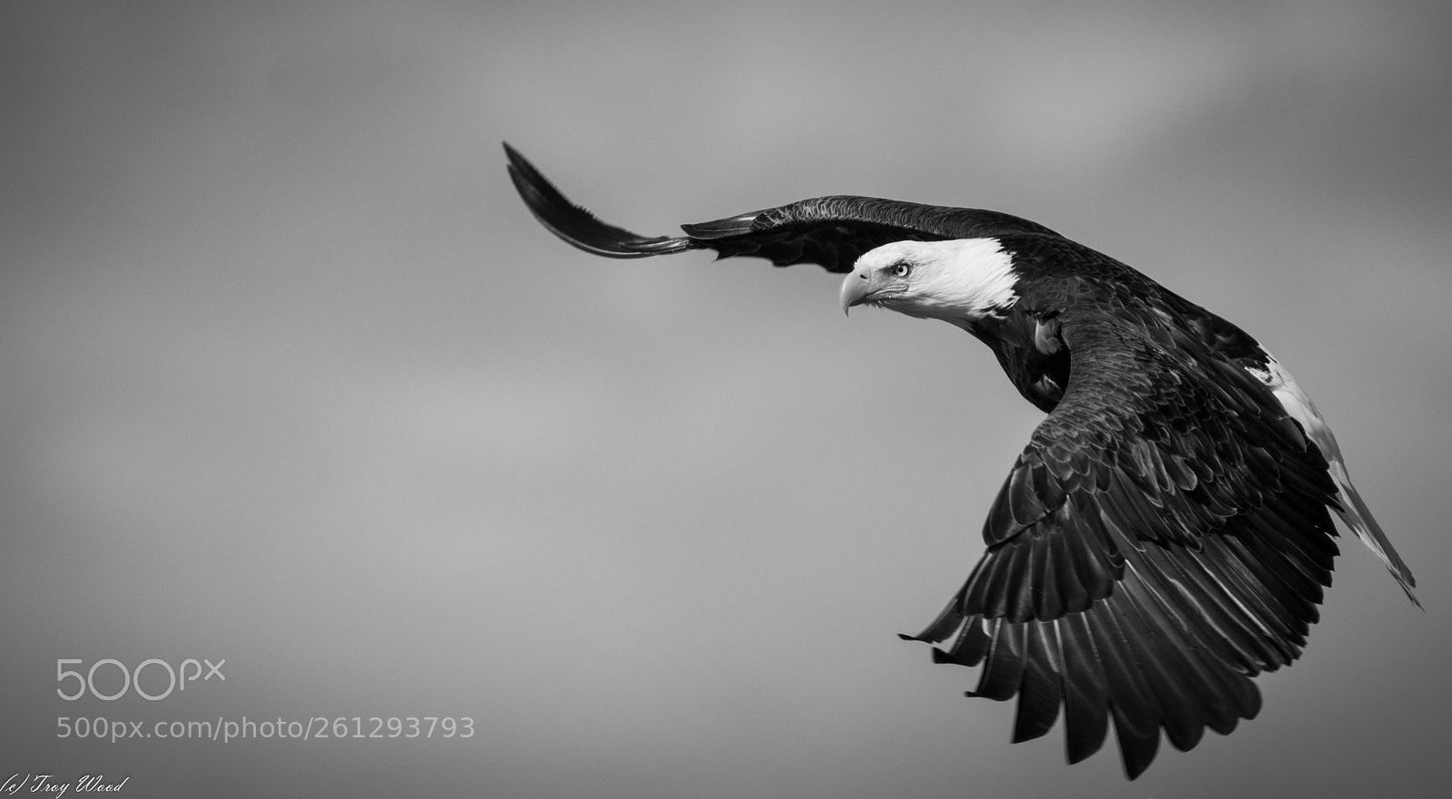 Nikon D7100 sample photo. Bald eagle in take photography
