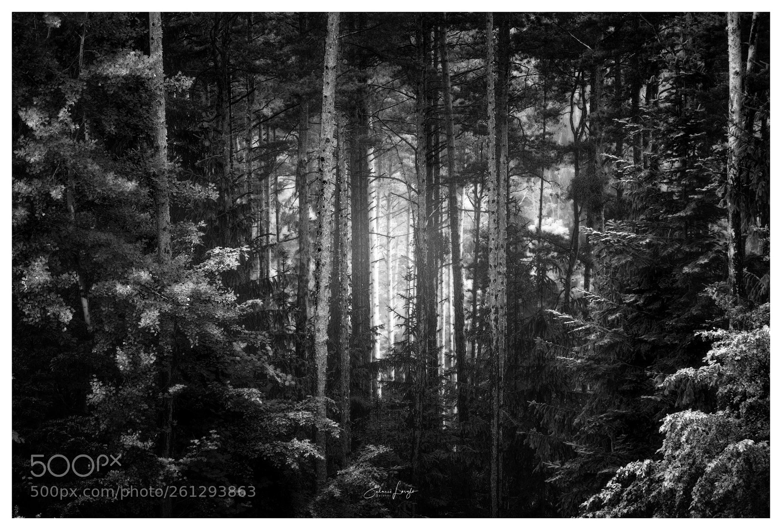 Nikon D750 sample photo. Deep in the forest photography