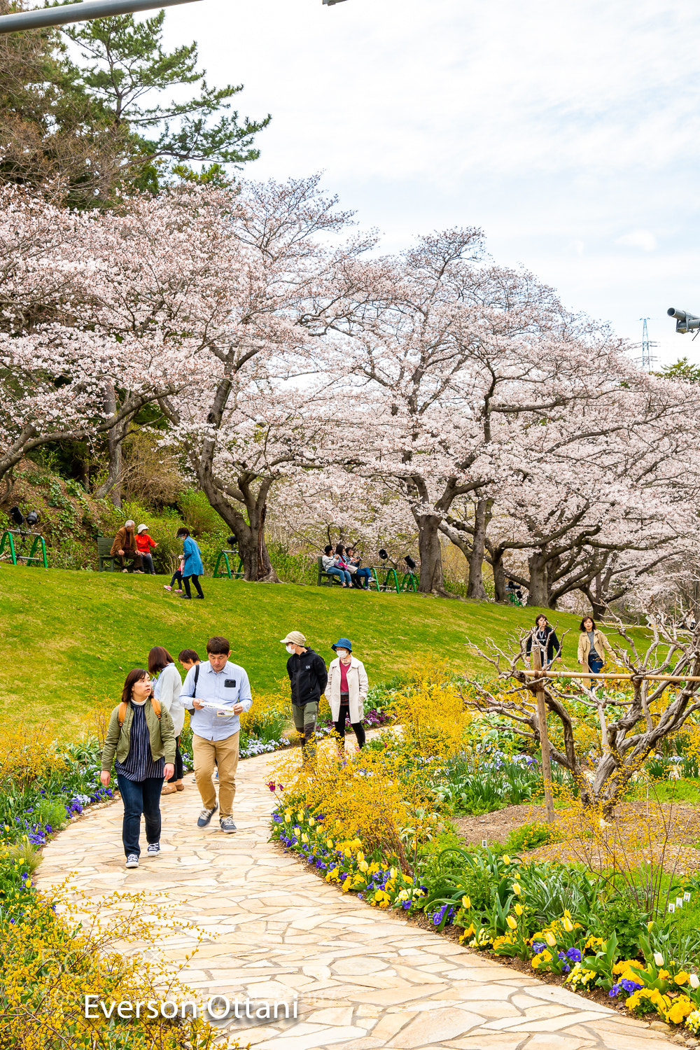 Nikon D500 sample photo. Park of sakura photography