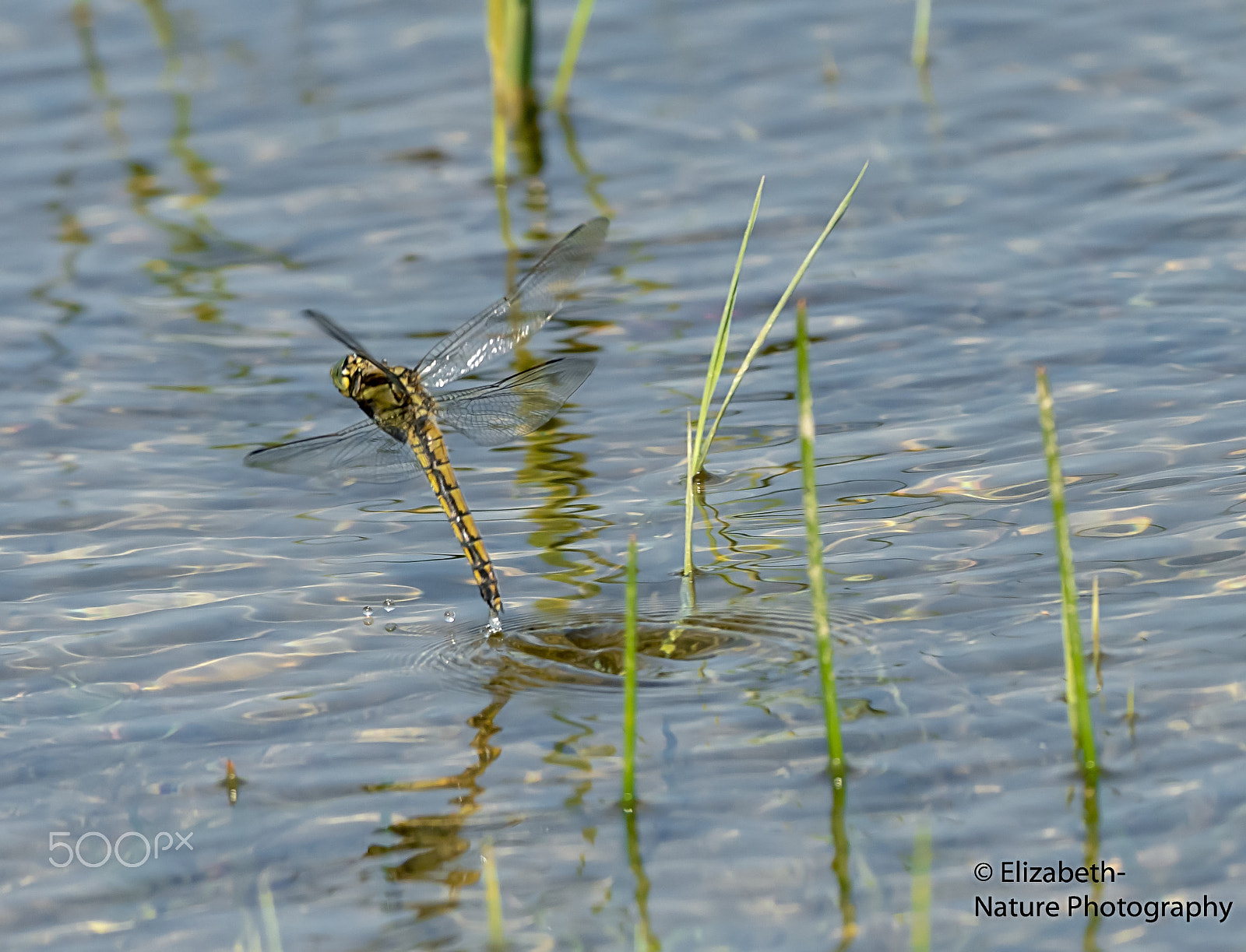 Nikon D500 + Nikon AF-S Nikkor 200-500mm F5.6E ED VR sample photo. Female black-tailed skimmer lays her eggs photography