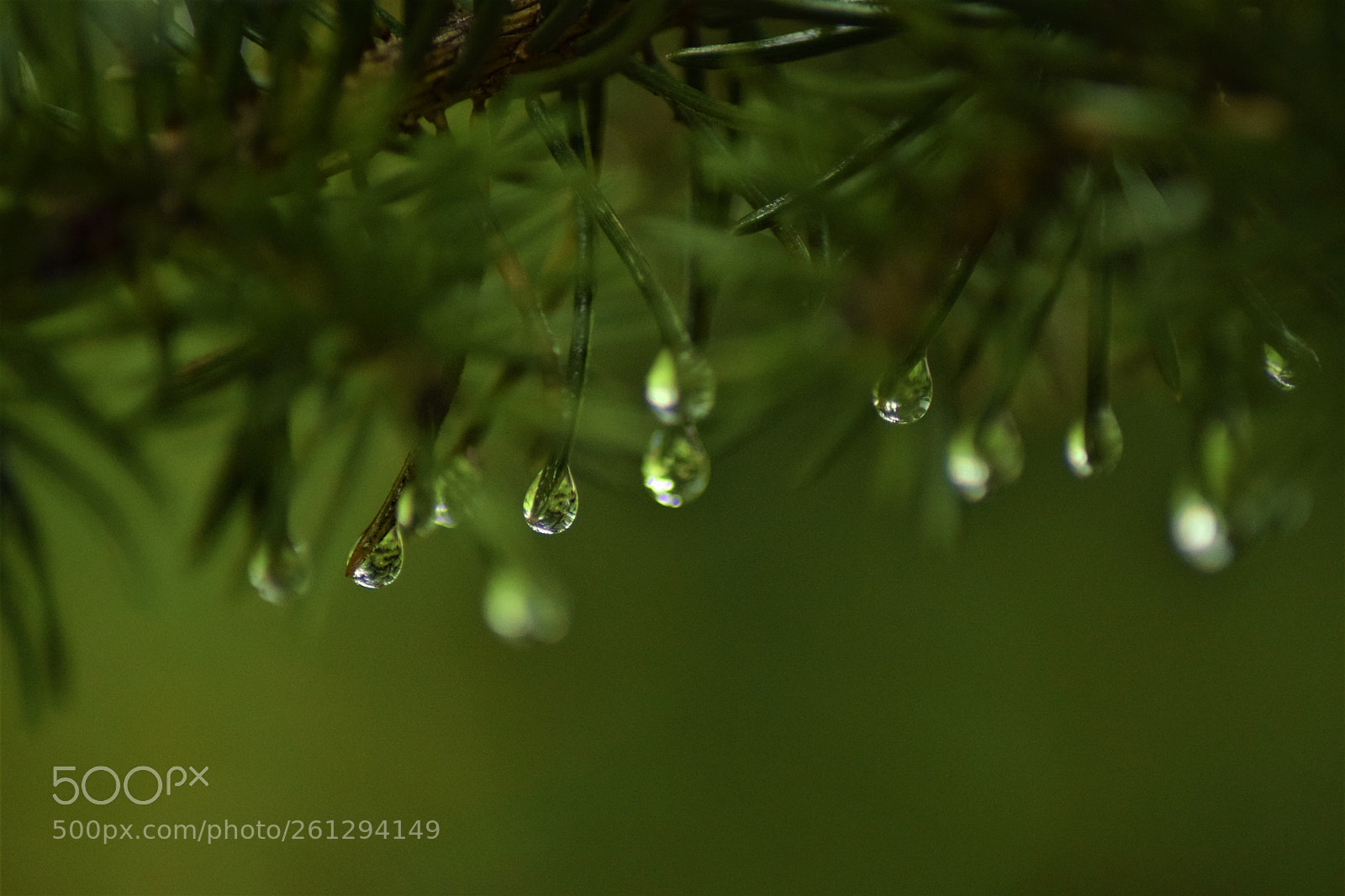 Nikon D5300 sample photo. Rain drops !! photography