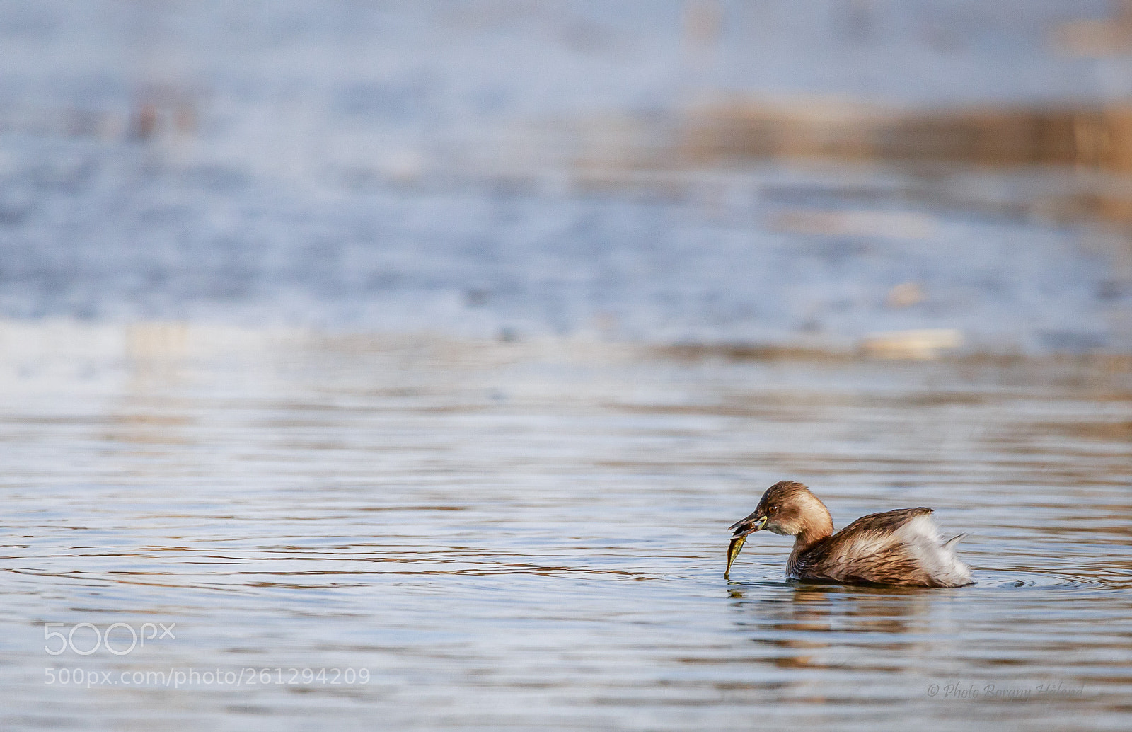 Canon EOS 6D sample photo. Dvergdukker/ tachybaptus ruficollis ! photography