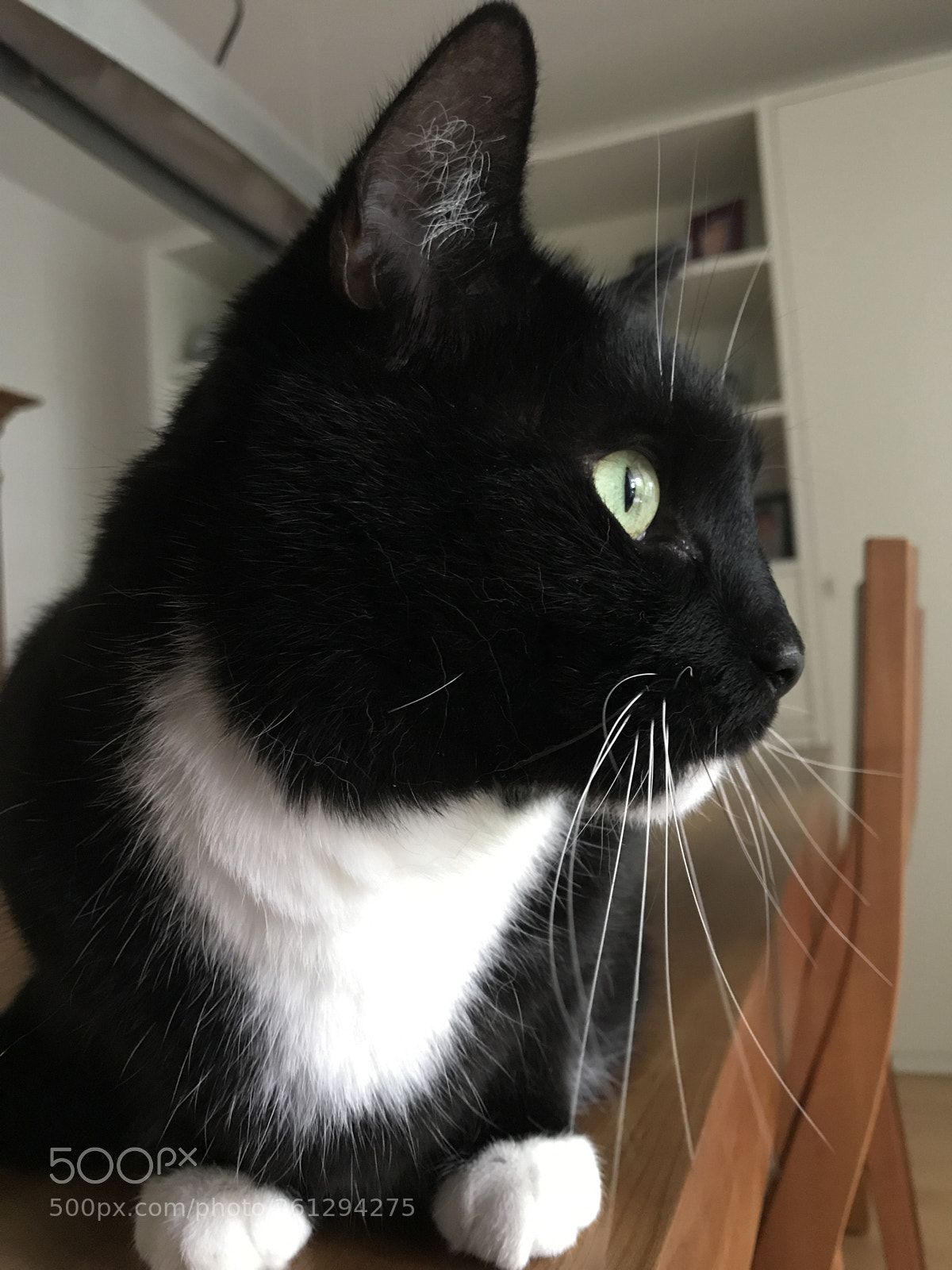 Apple iPhone 7 sample photo. Well cat photography