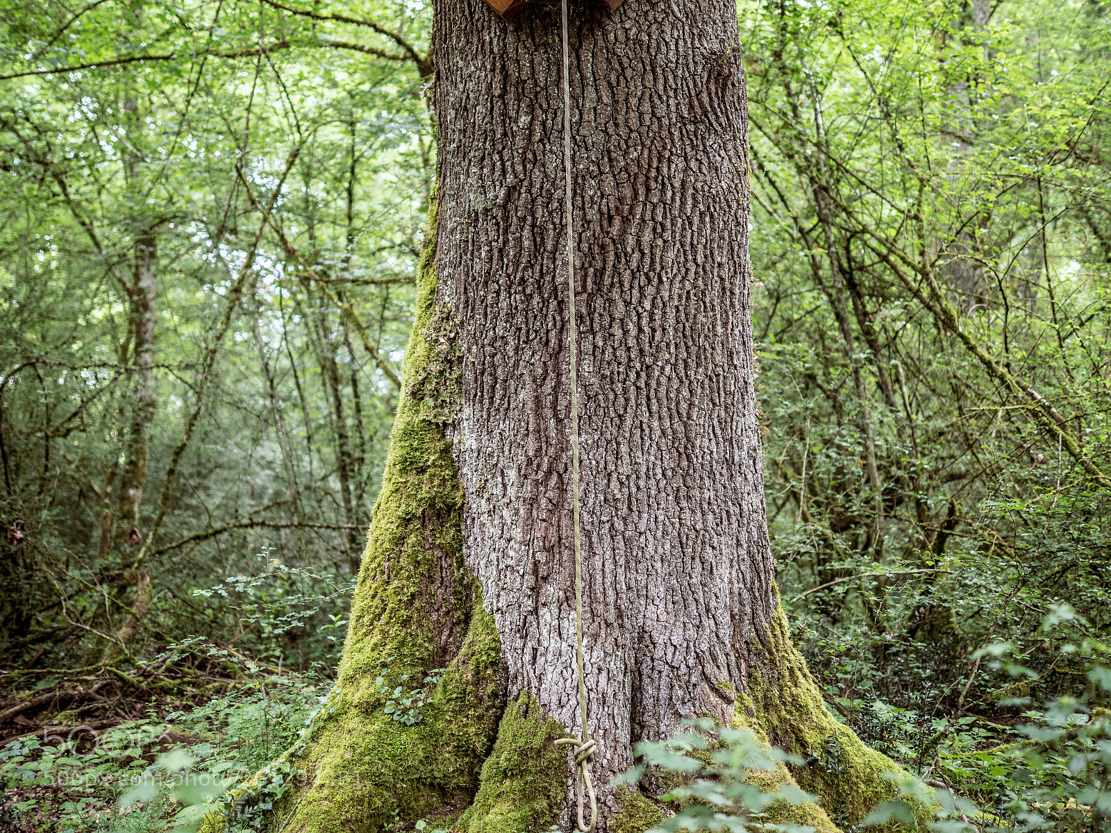 Panasonic Lumix DC-G9 sample photo. Old tree photography