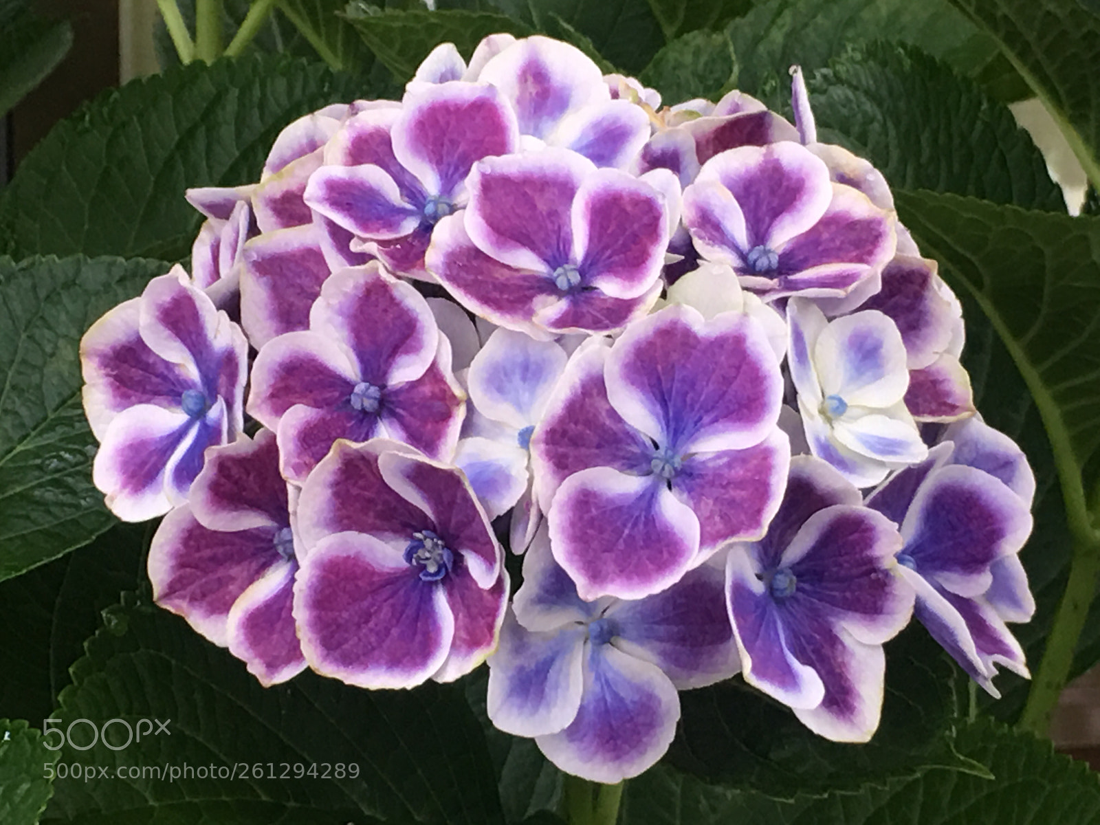 Apple iPhone 6s Plus sample photo. Summer2018 flowers photography