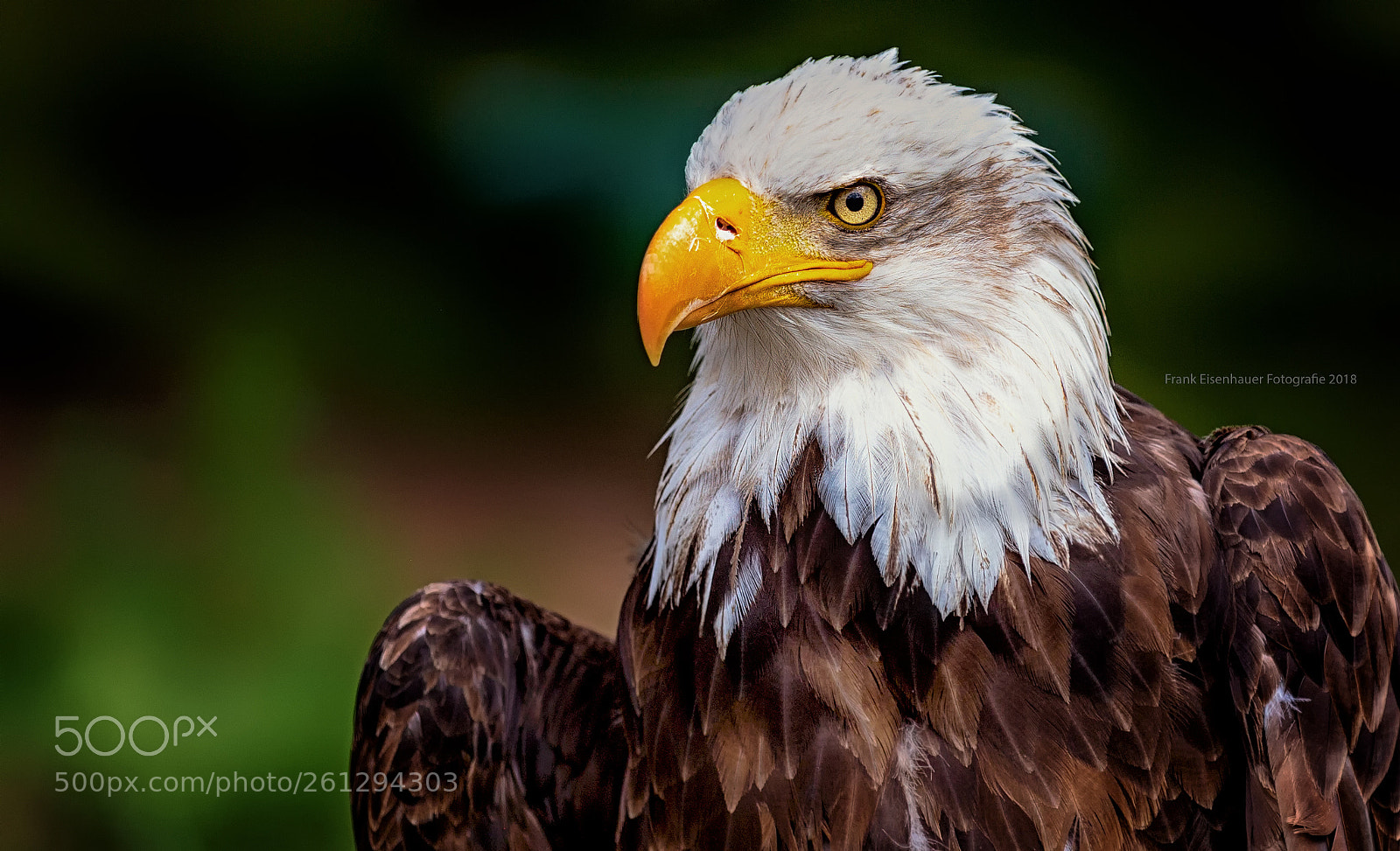 Canon EOS 6D sample photo. Bird of prey photography