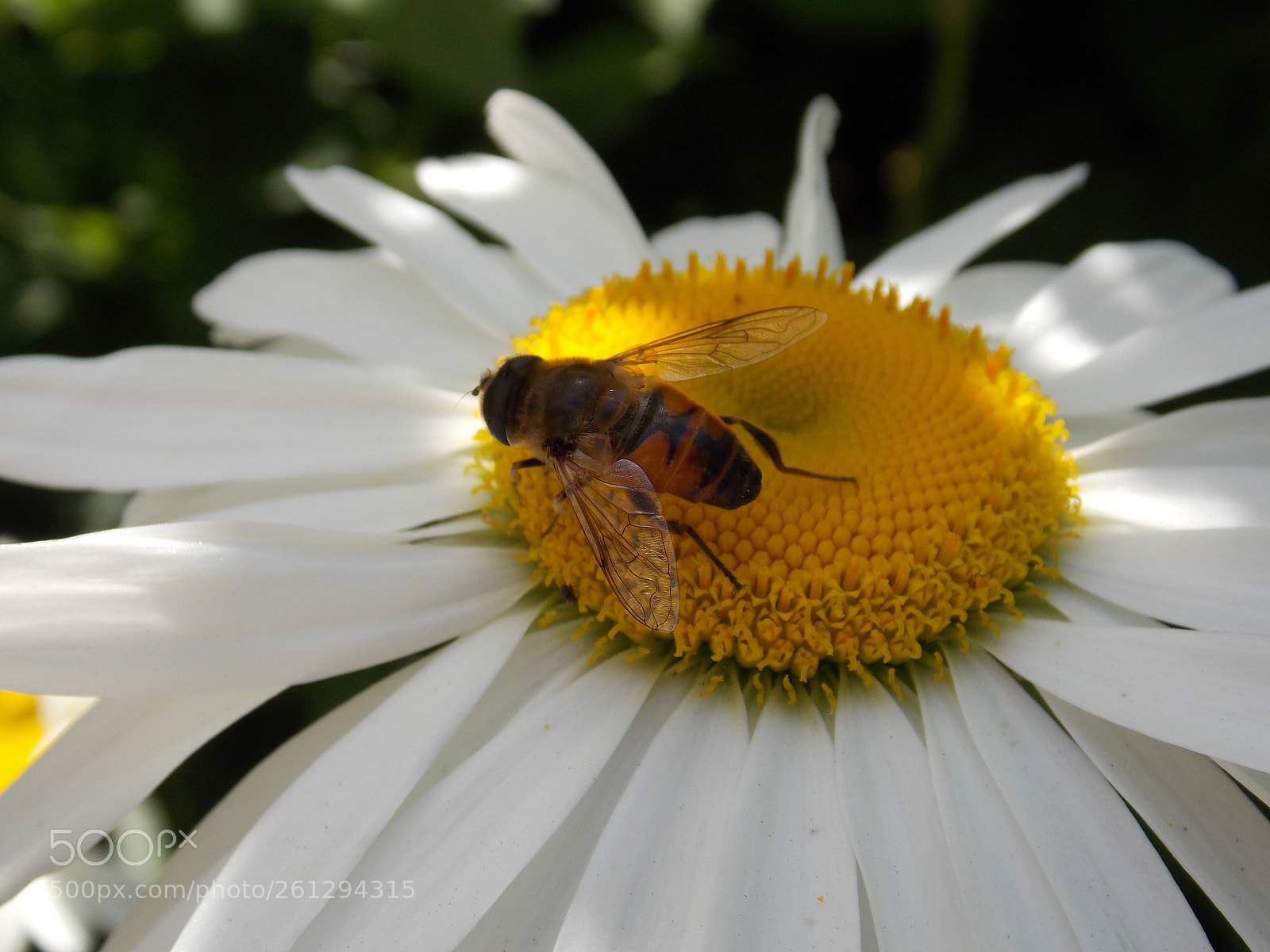 Nikon Coolpix L810 sample photo. Bee on the flower photography