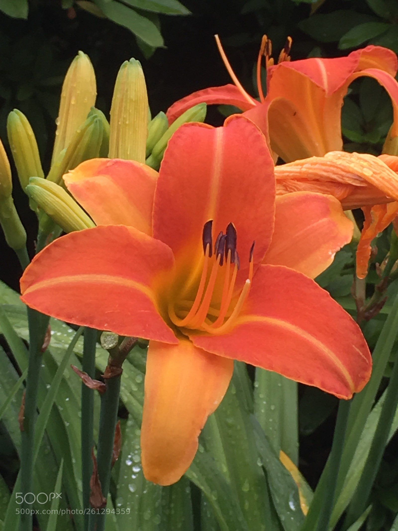 Apple iPhone 6s Plus sample photo. Summer2018 flowers photography