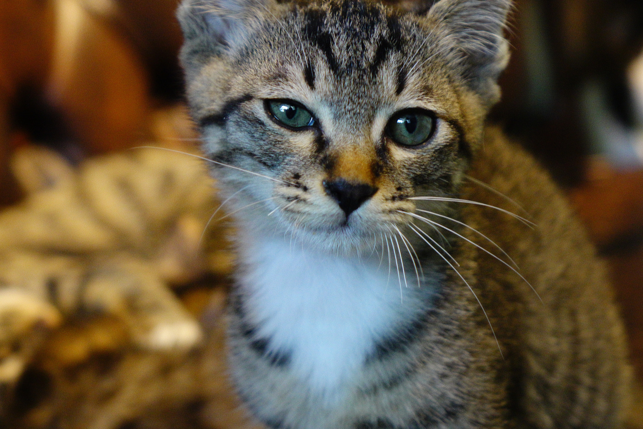 Sony Cyber-shot DSC-RX10 II sample photo. Kitten photography