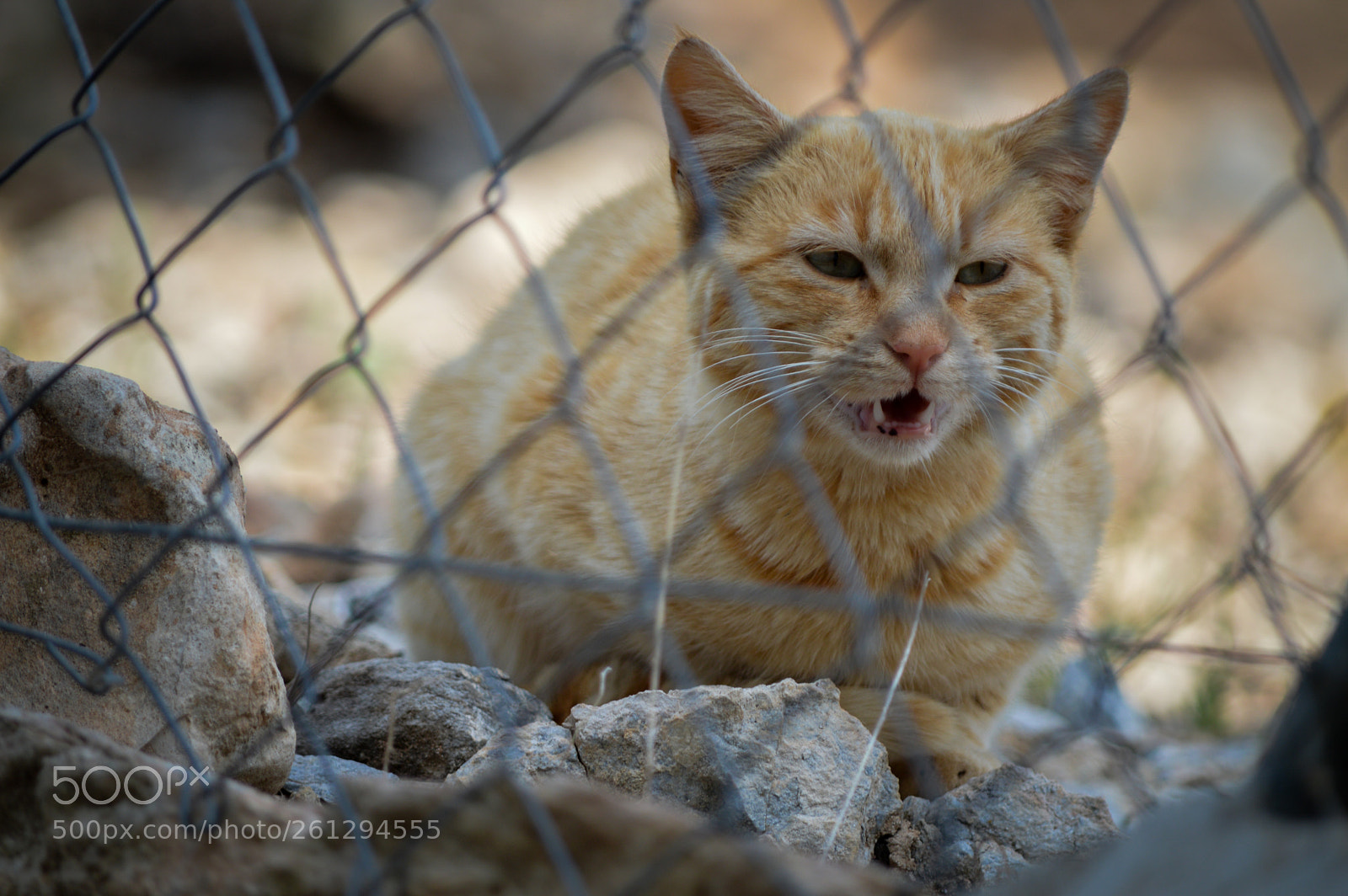 Nikon D3200 sample photo. Protective wild cat photography