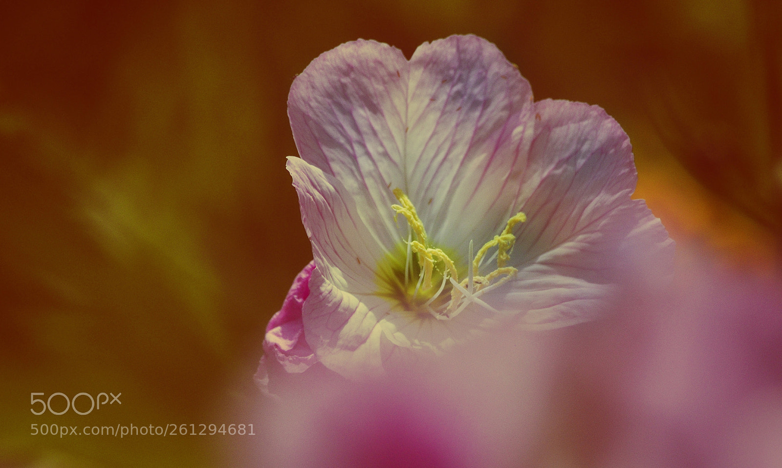 Nikon D90 sample photo. 镜前花 photography