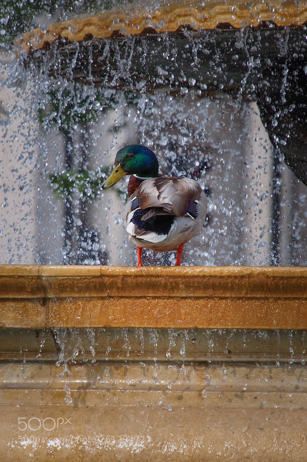 Olympus OM-D E-M5 sample photo. Trafalgar square duck photography