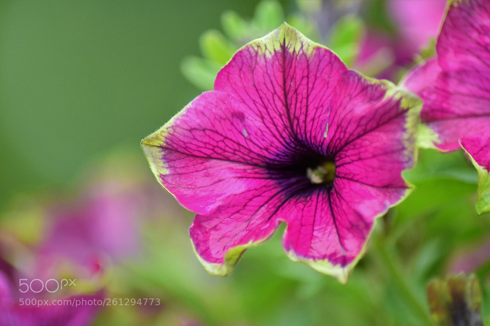Nikon D5300 sample photo. Flower !! photography