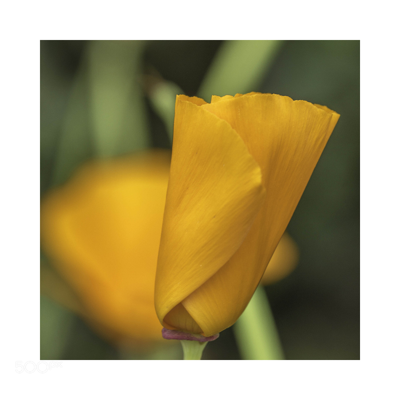 Sony ILCA-77M2 sample photo. Coquelicot photography