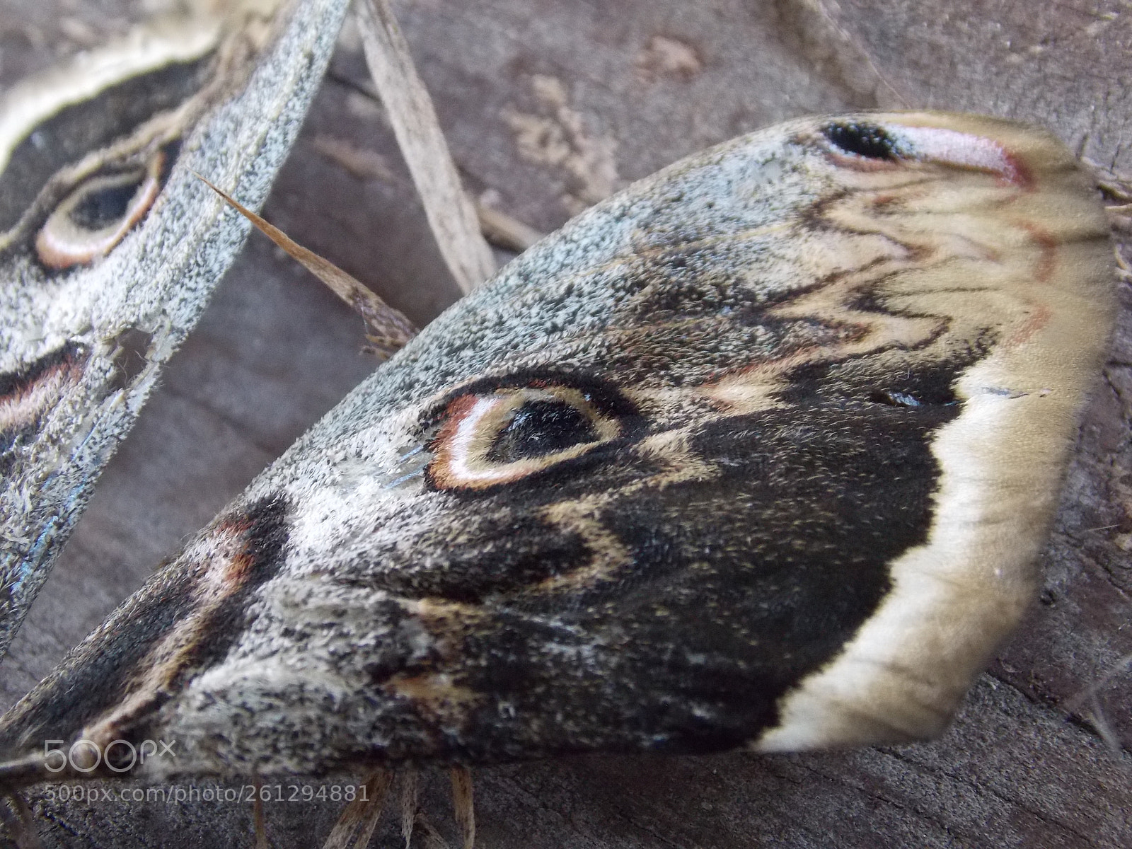 Nikon Coolpix L810 sample photo. Butterfly wings photography