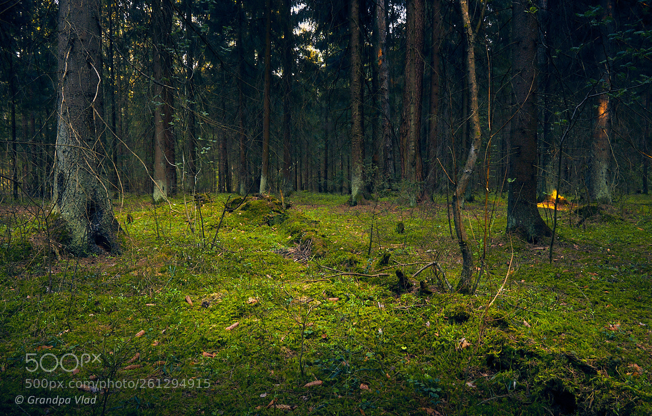 Canon EOS 1100D (EOS Rebel T3 / EOS Kiss X50) sample photo. The fallen tree... photography