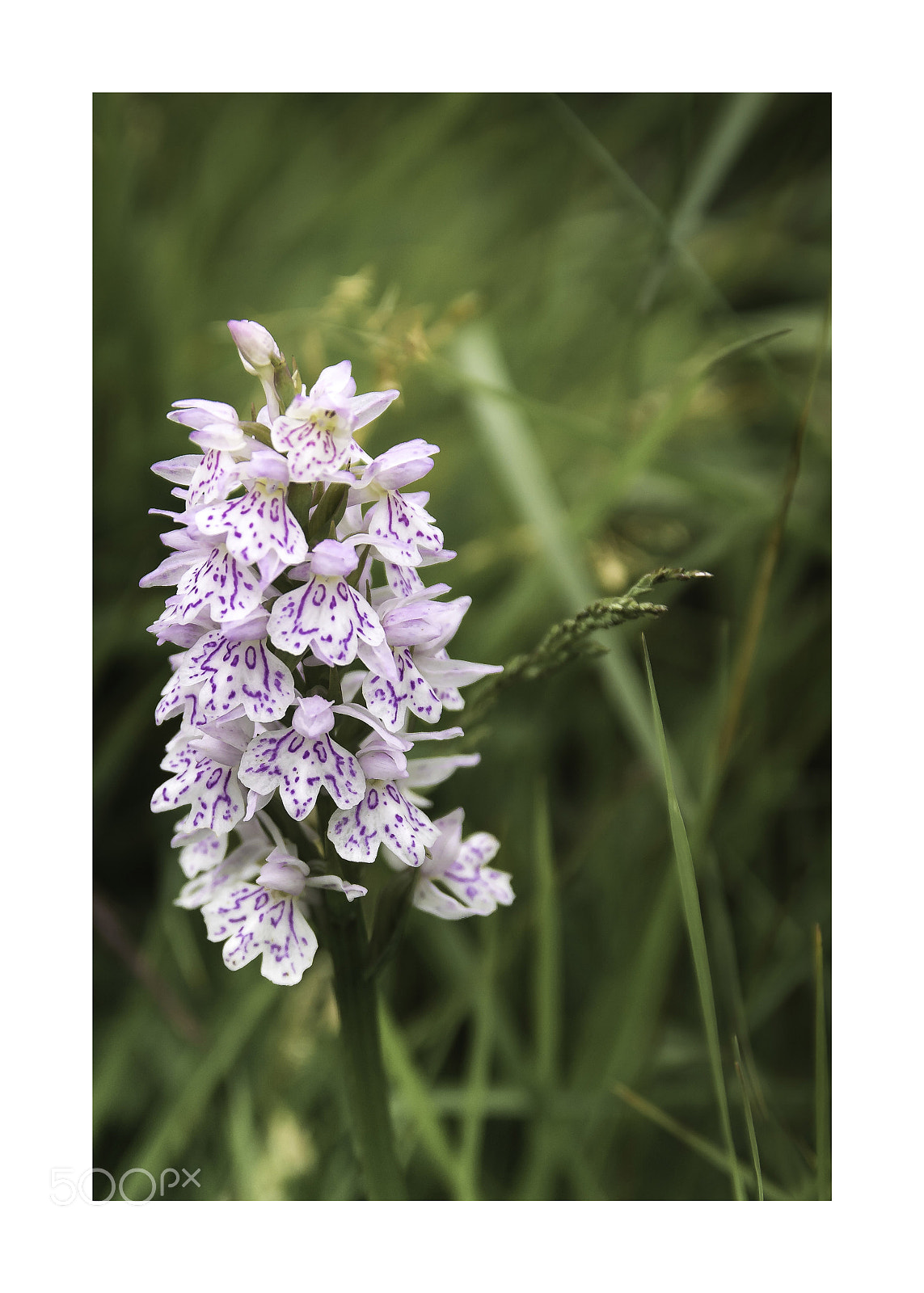 Sony ILCA-77M2 sample photo. Orchidée photography