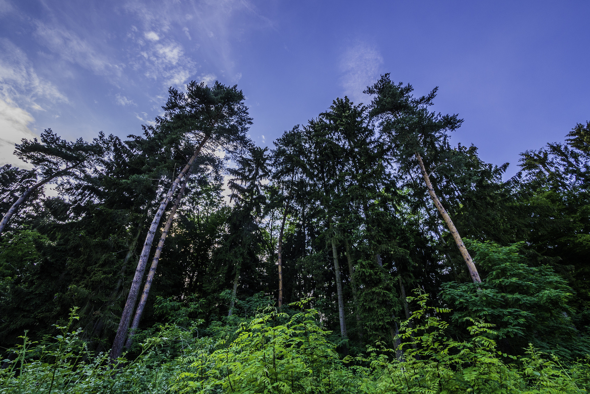Panasonic DMC-G81 sample photo. Bäume im sommer photography