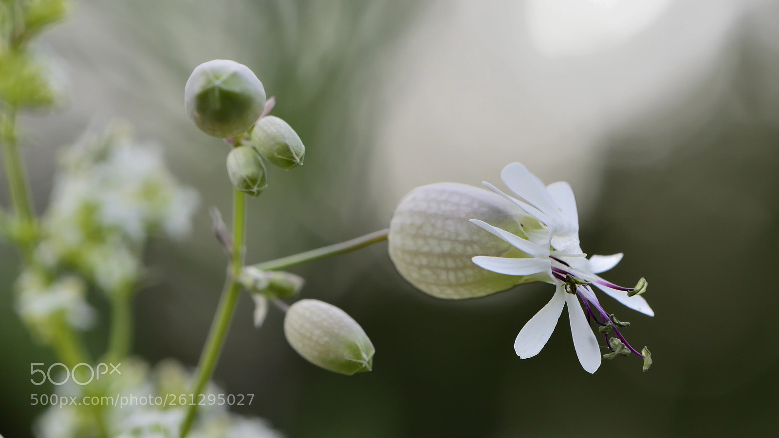 Nikon D3200 sample photo. Silene vulgaris photography