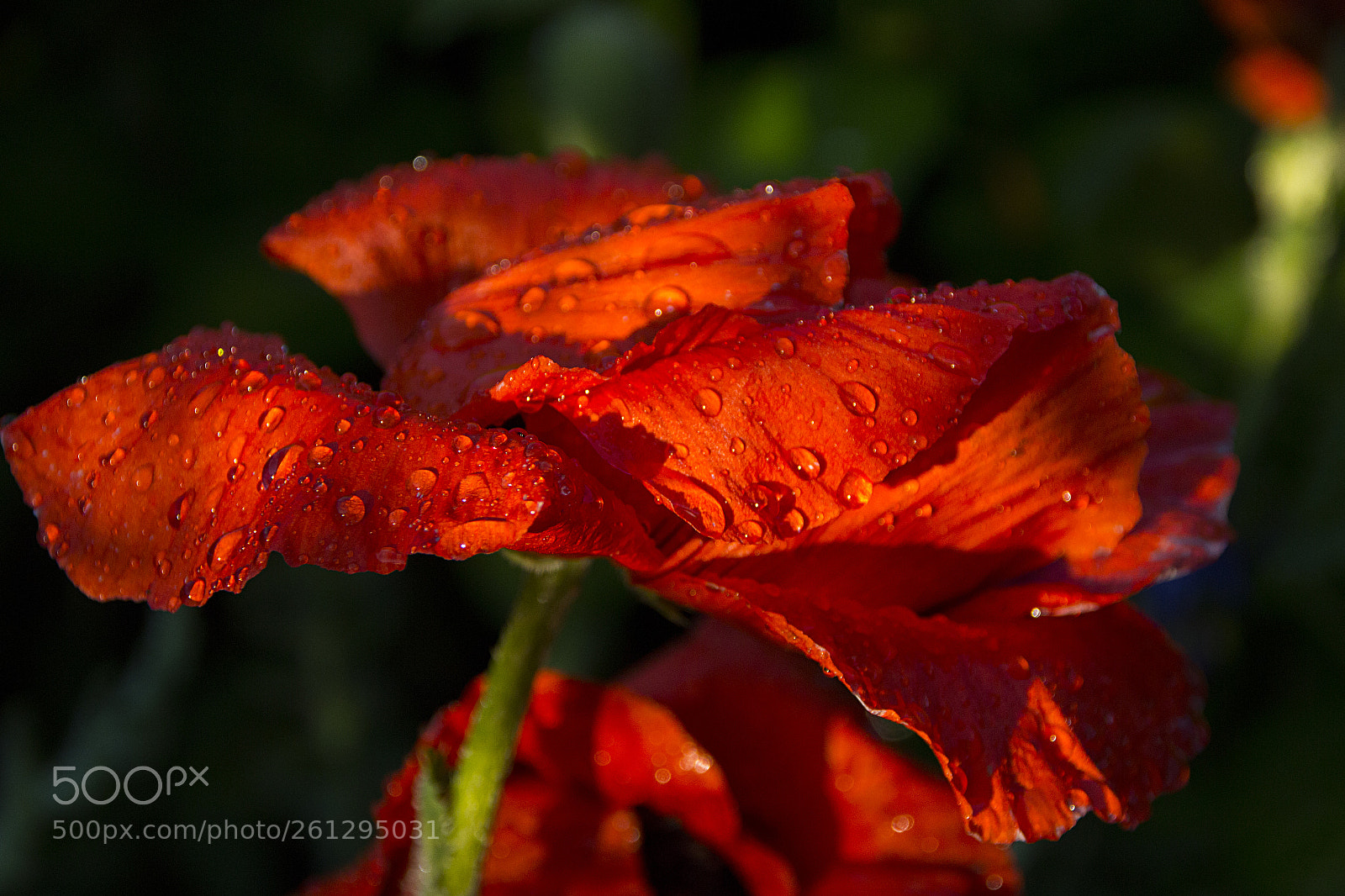 Canon EOS 70D sample photo. Red photography