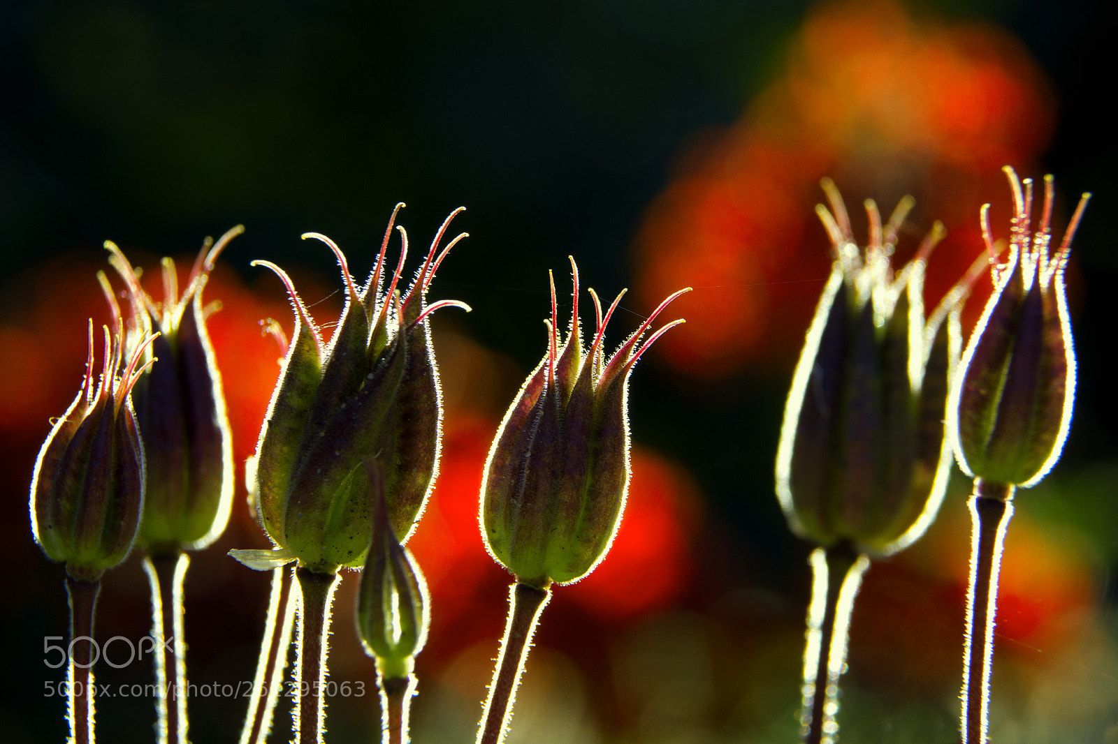 Canon EOS 70D sample photo. Light photography