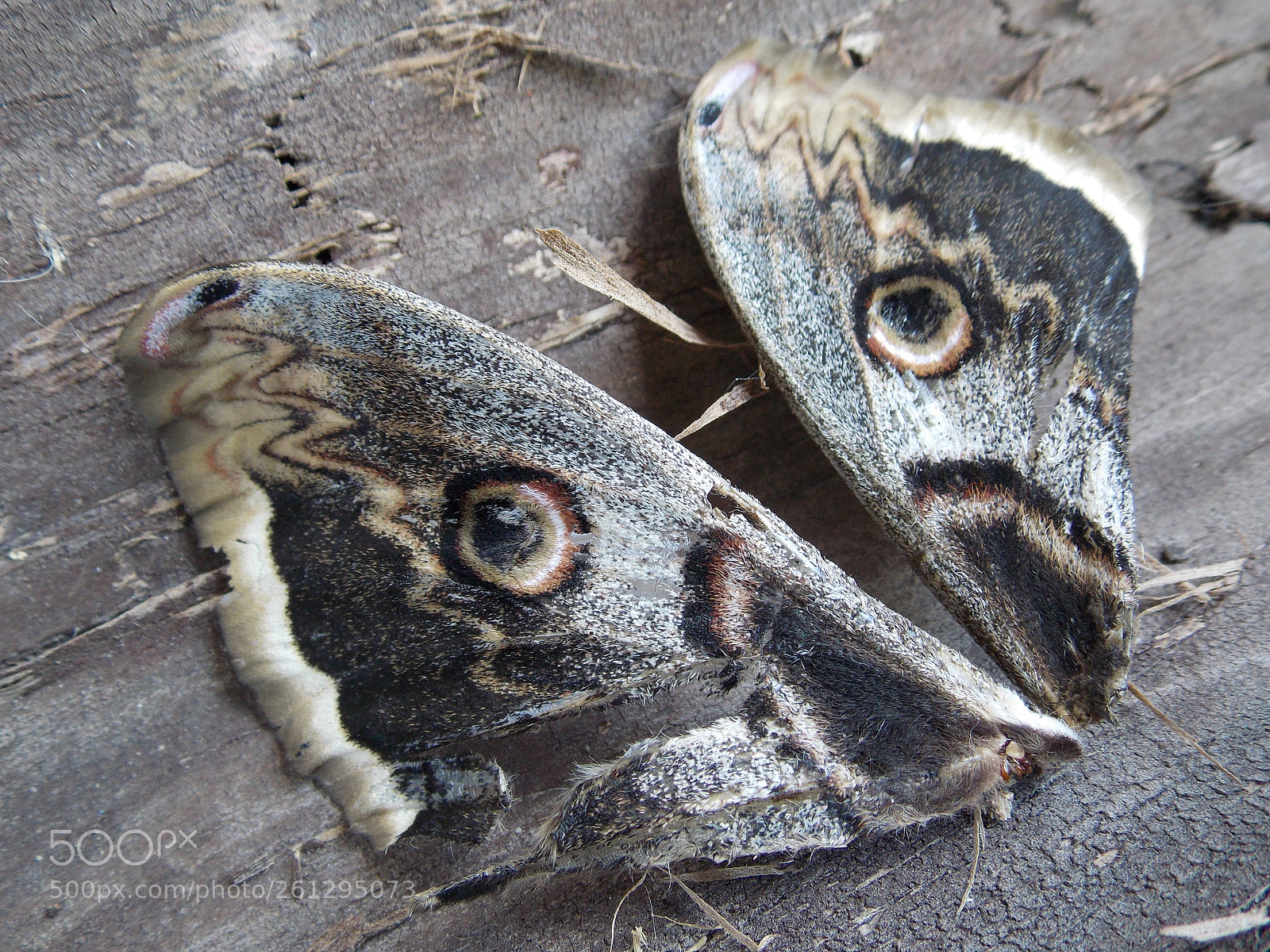 Nikon Coolpix L810 sample photo. Butterfly wings photography