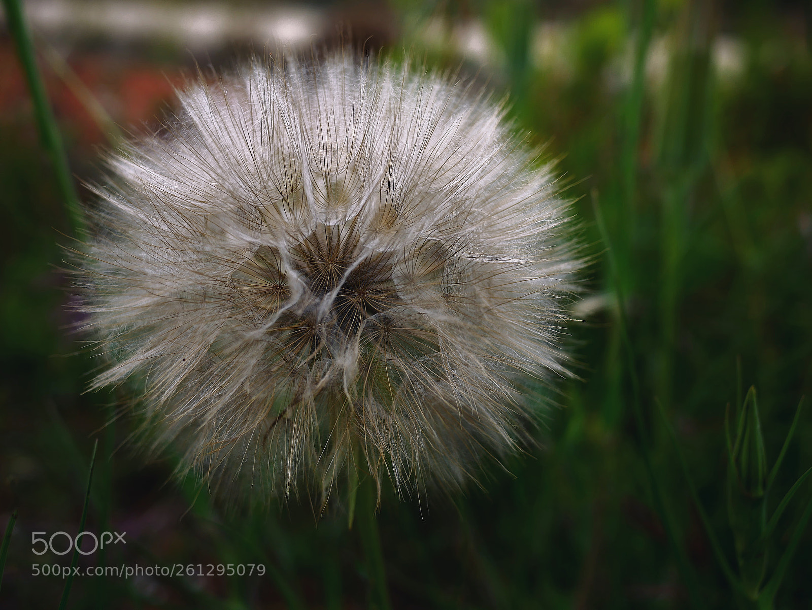 Panasonic Lumix DMC-GX85 (Lumix DMC-GX80 / Lumix DMC-GX7 Mark II) sample photo. Diente de leon photography