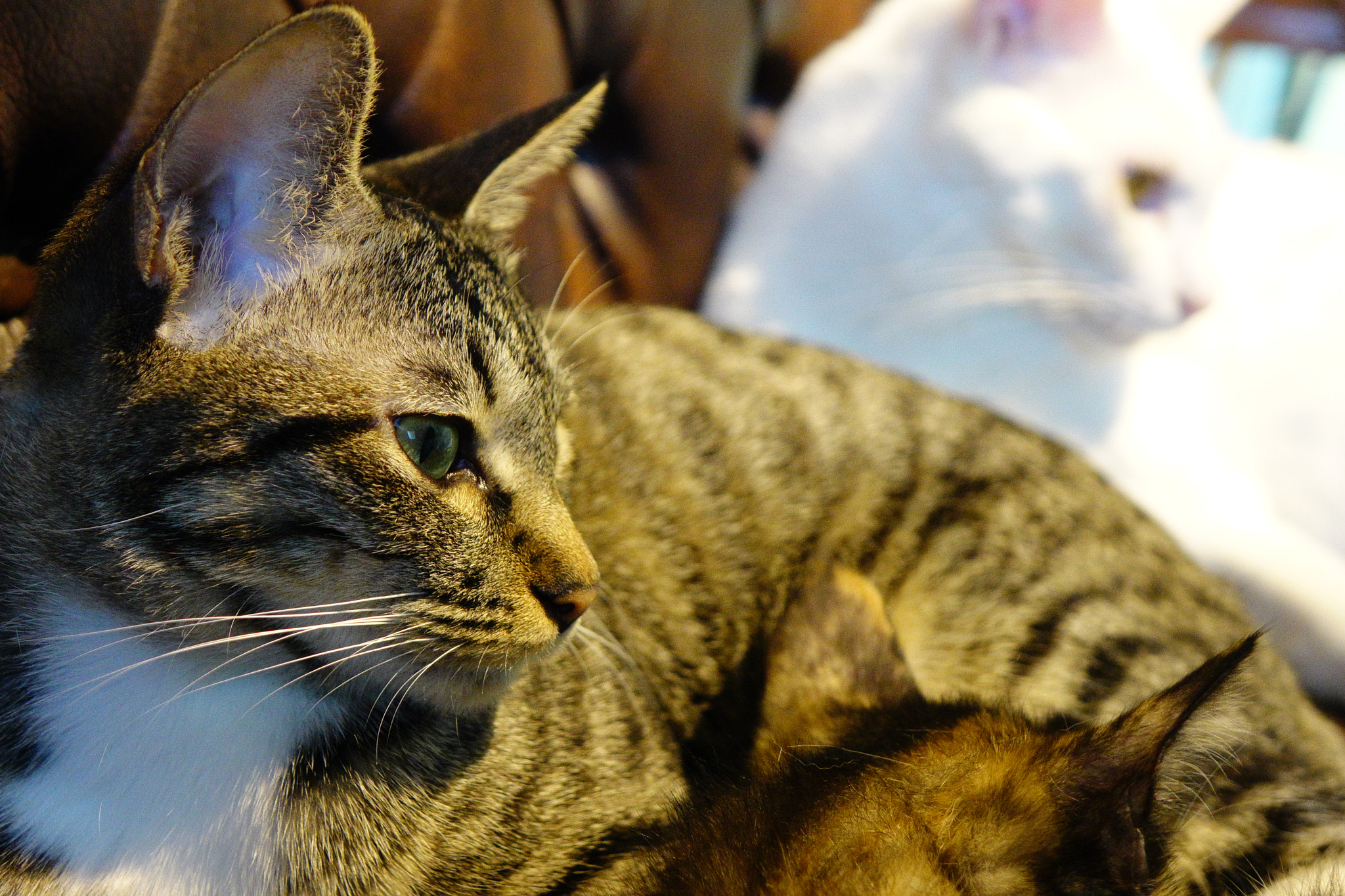Sony Cyber-shot DSC-RX10 II sample photo. Cats photography