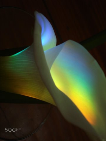 Sony DSC-W70 sample photo. Gilded lily photography