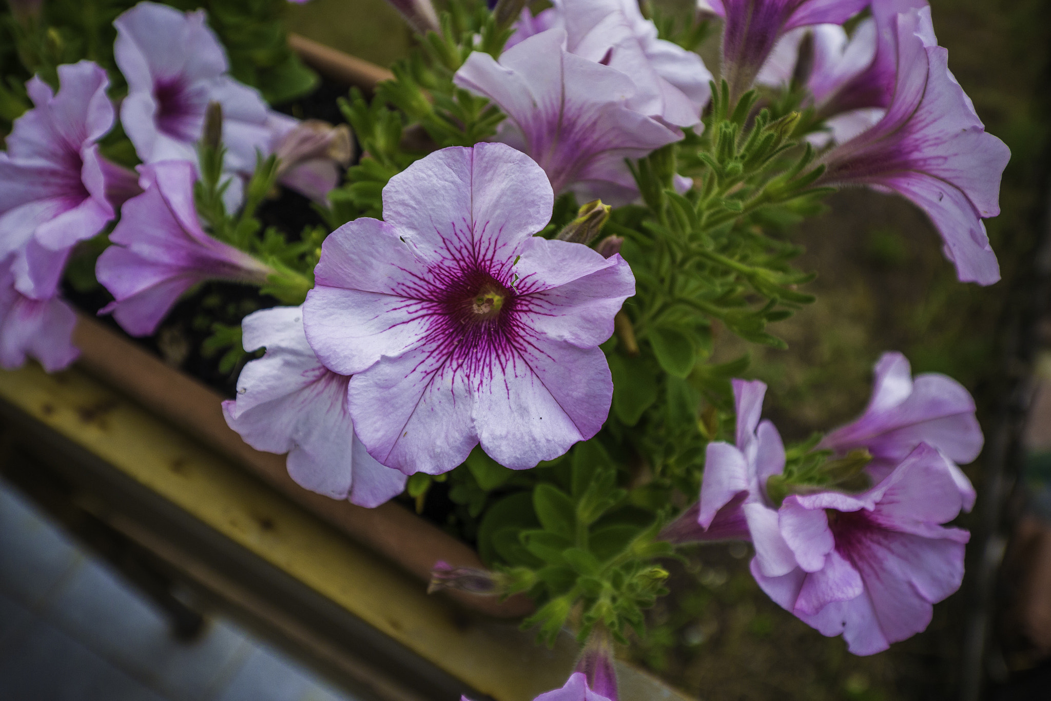 Panasonic DMC-G81 sample photo. Flora photography