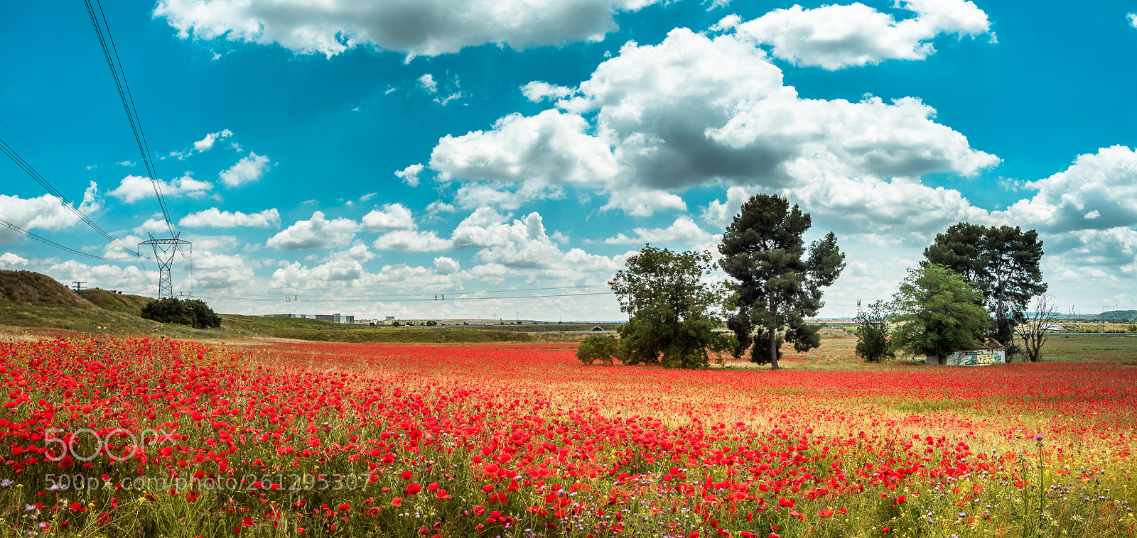 Nikon D3200 sample photo. Apocalypse poppy photography
