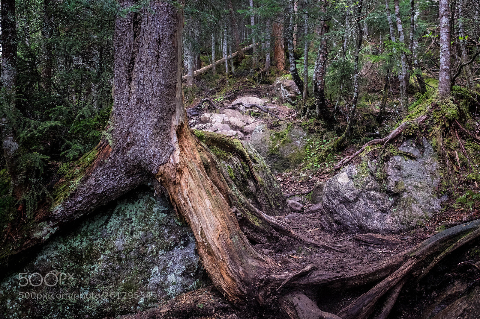 Fujifilm X-T1 sample photo. Tangled photography