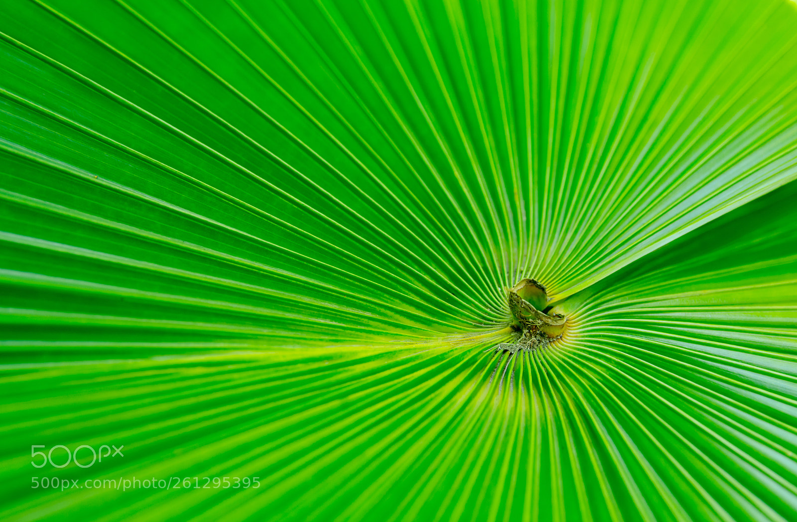 Nikon D7100 sample photo. White elephant palm, white photography