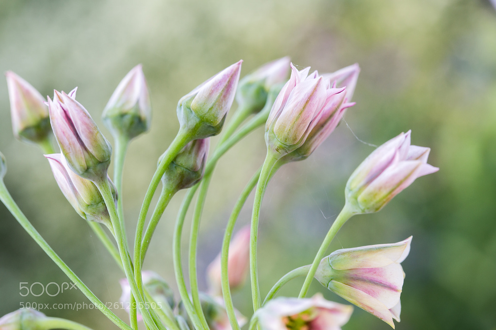 Canon EOS 6D sample photo. Nectaroscordum photography