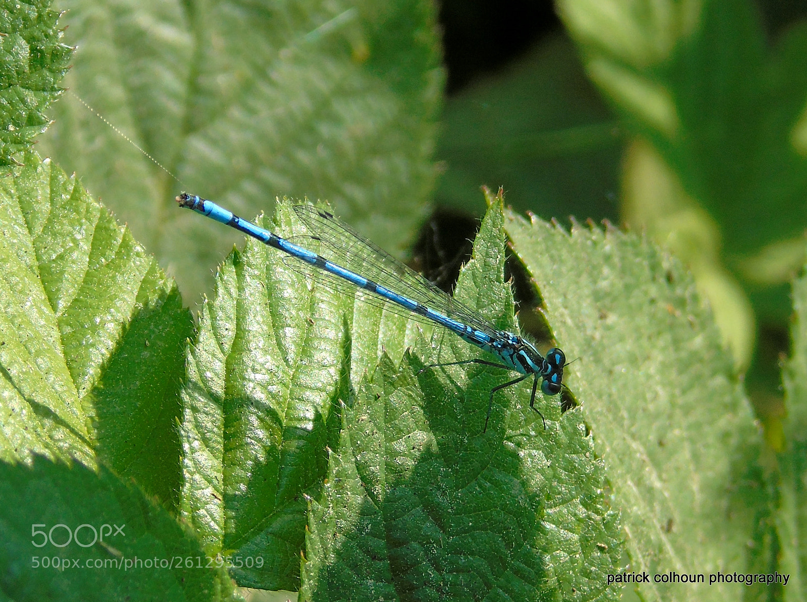 Sony Cyber-shot DSC-H400 sample photo. Damselfly photography