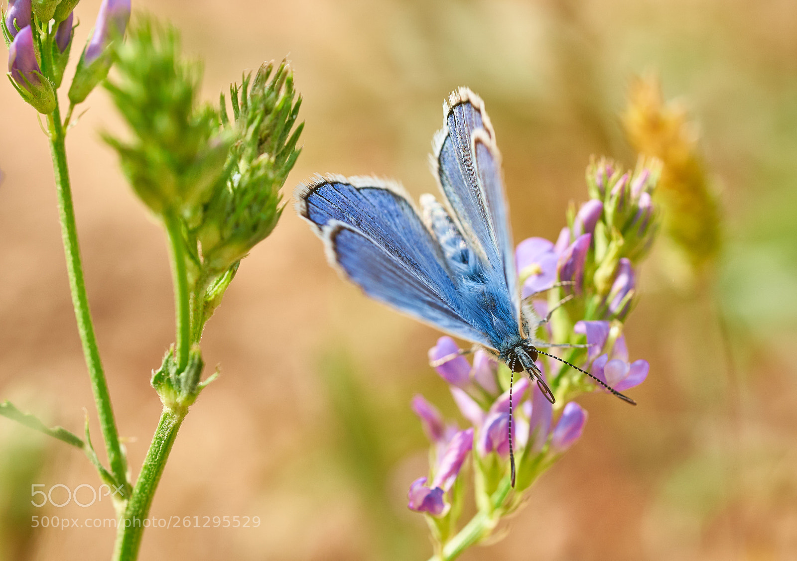 Sony a7 III sample photo. Polyommatus escheri photography