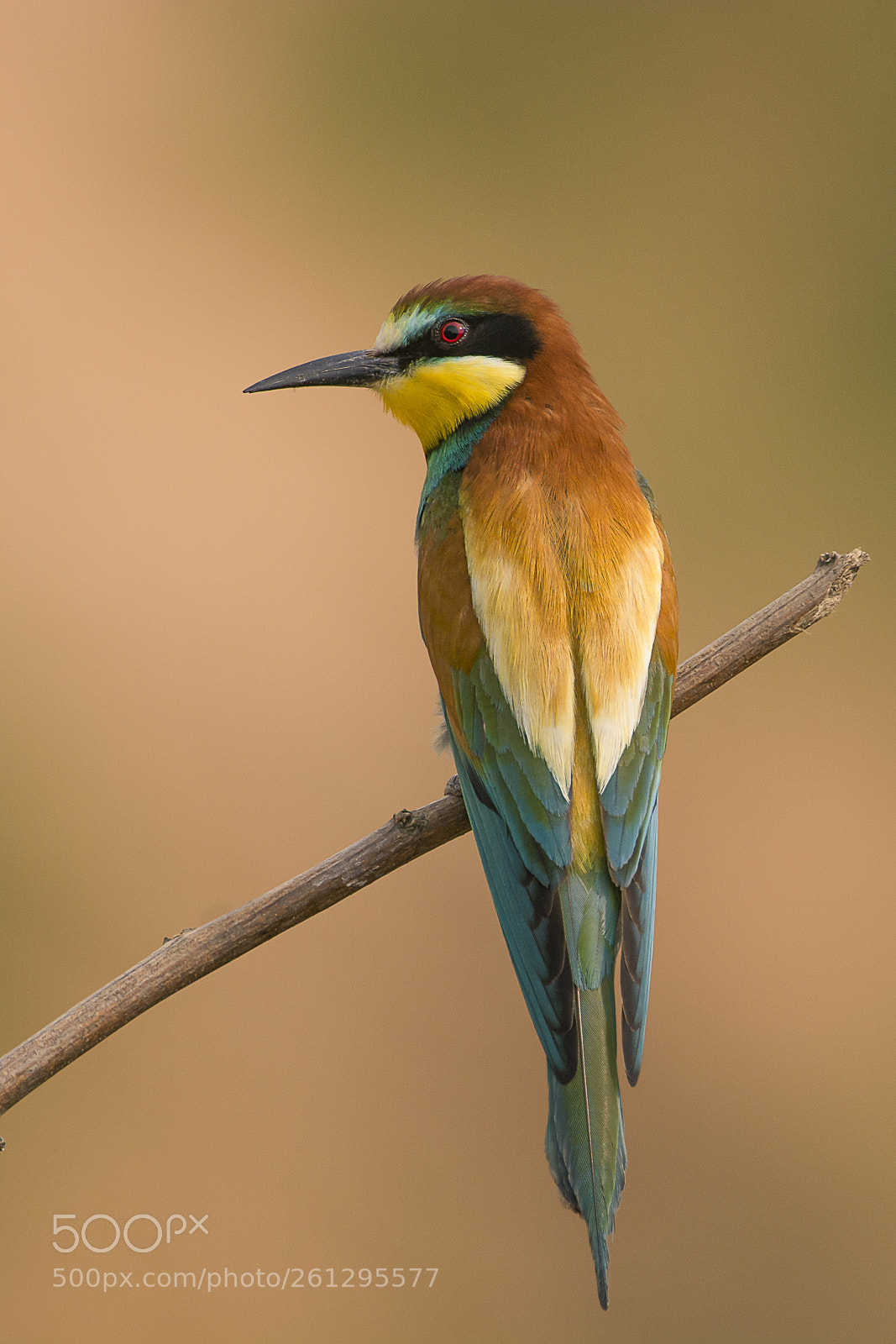 Nikon D7100 sample photo. Bee eater portrait photography