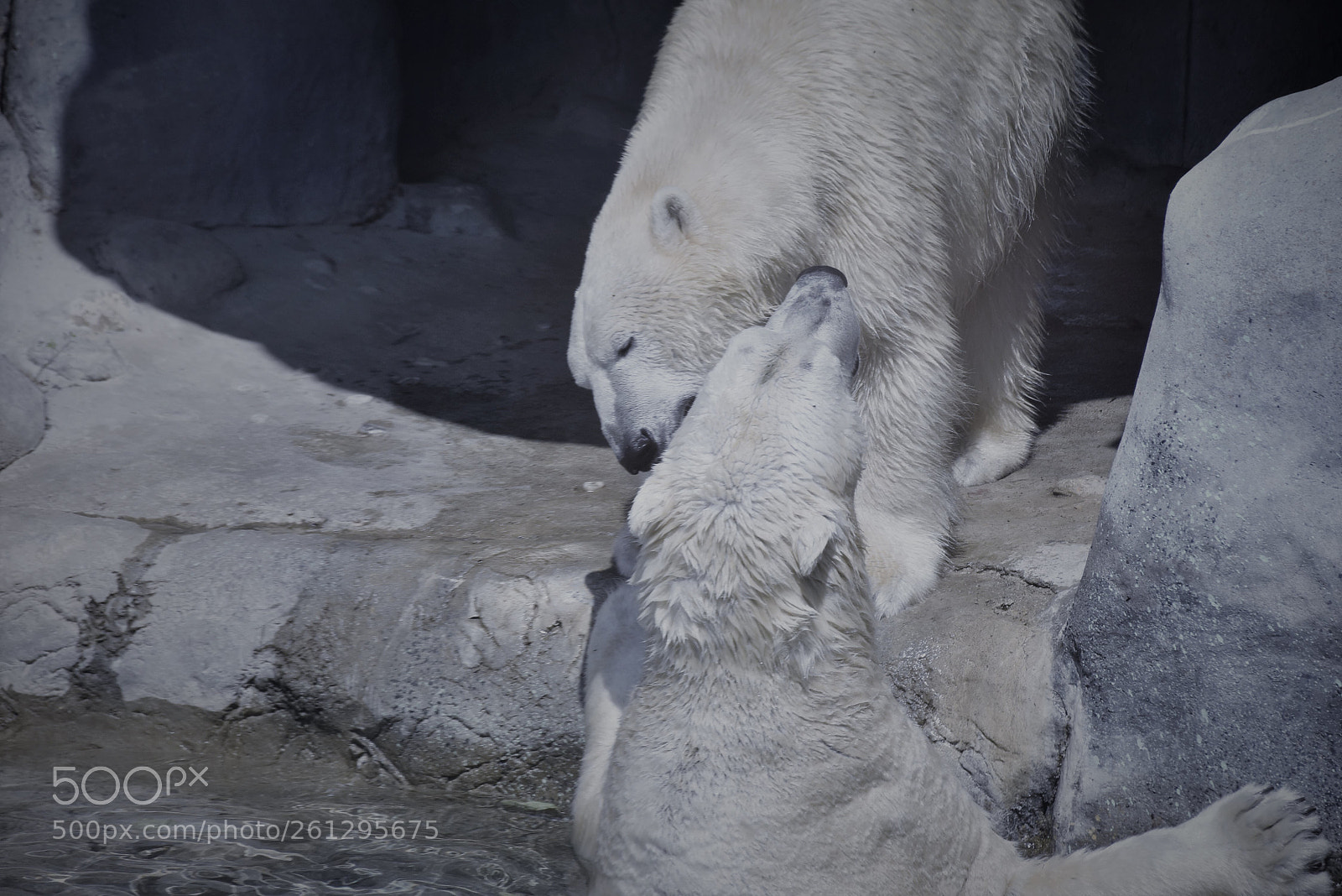 Nikon D7200 sample photo. Cold love photography