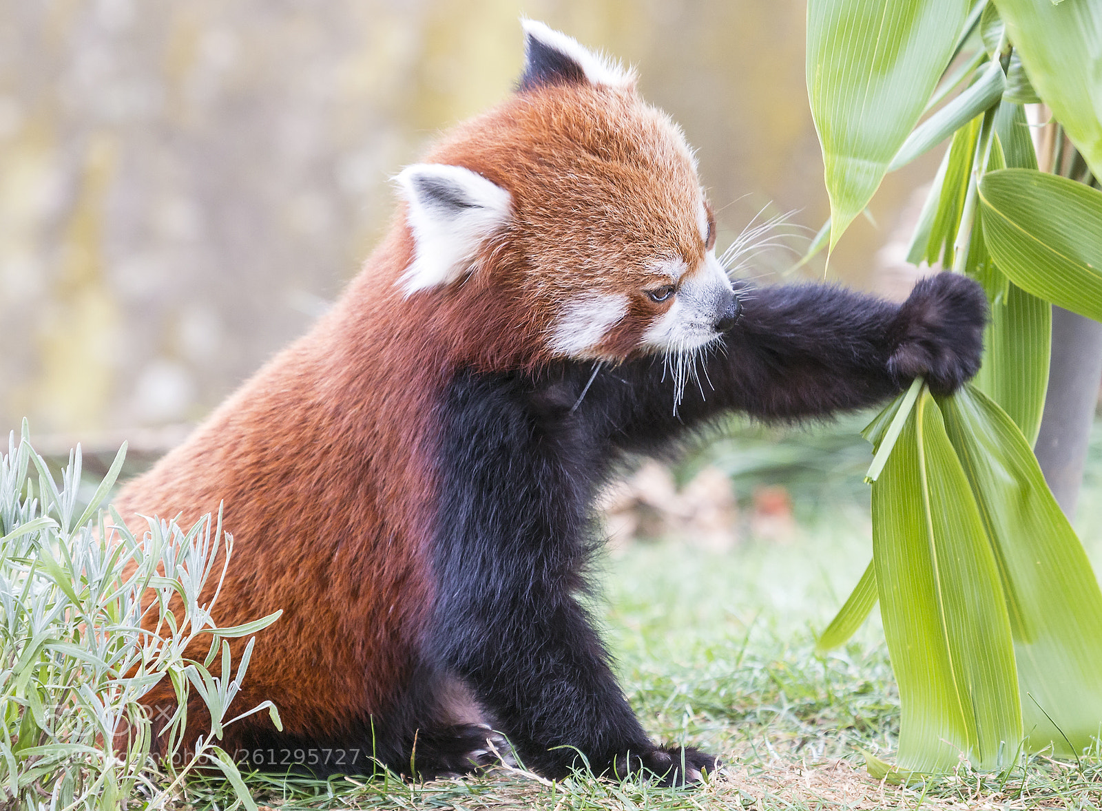 Canon EOS 70D sample photo. Redpanda photography