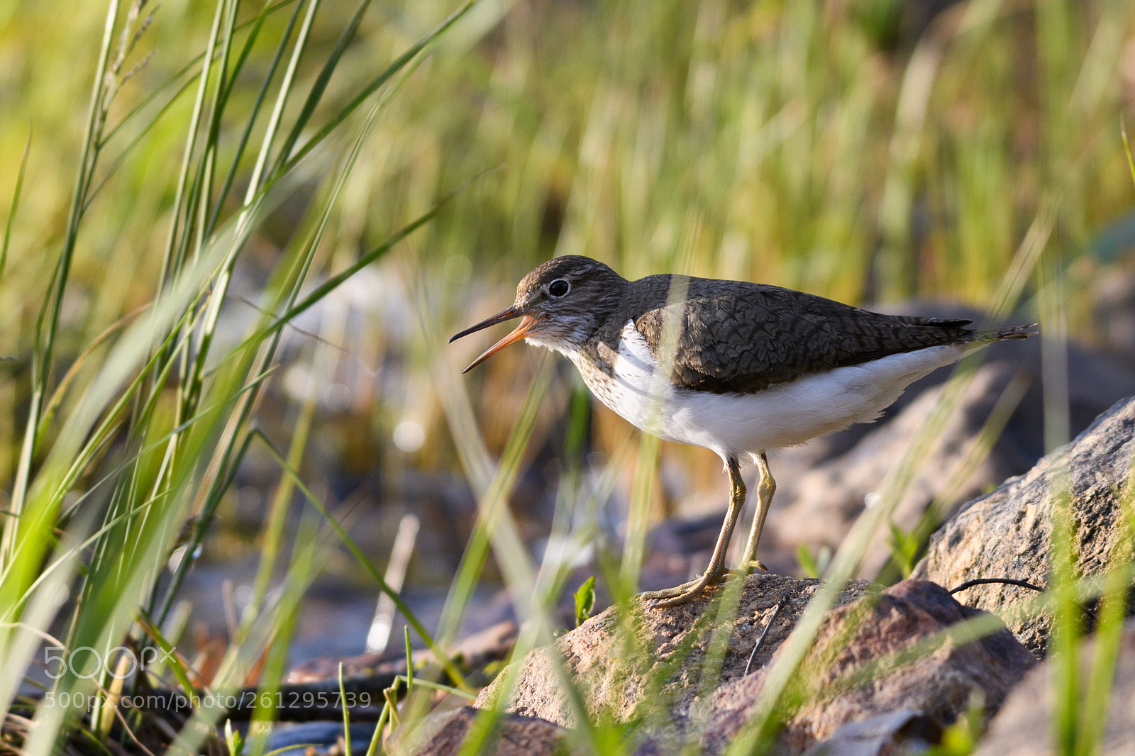 Nikon D500 sample photo. Wood sandpiper photography