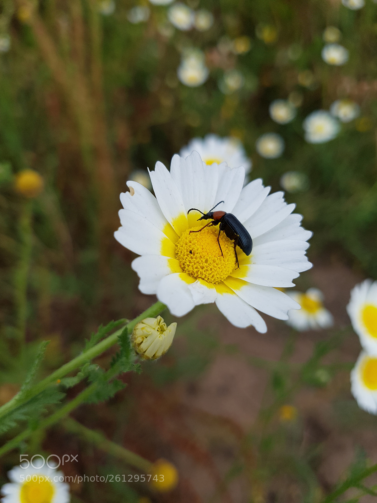 Samsung Galaxy S7 Edge sample photo. Untitled photography