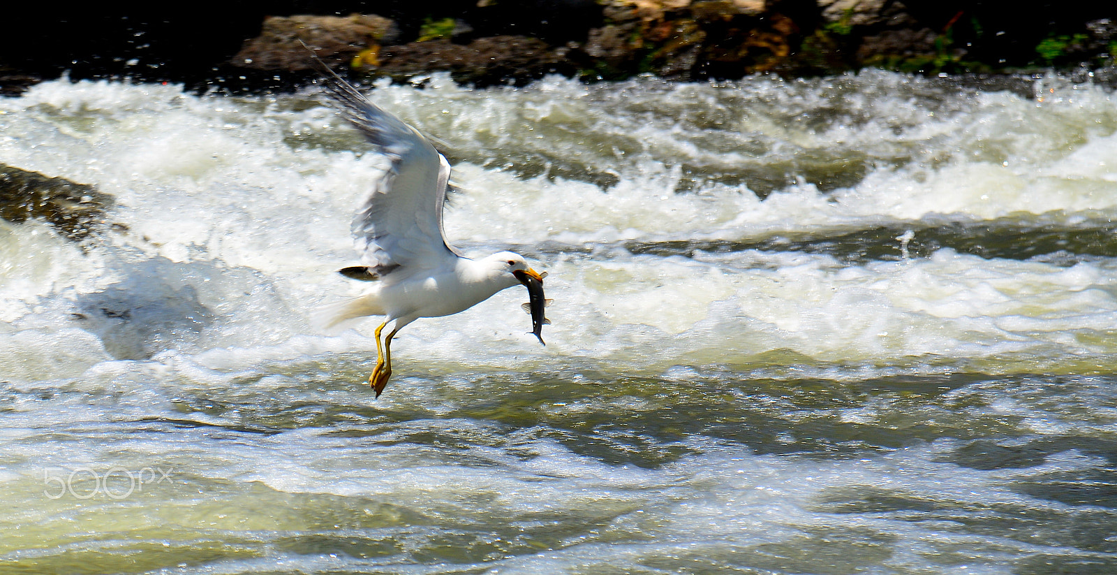Sigma 17-70mm F2.8-4 DC Macro OS HSM | C sample photo. Fishing.. inci kefali photography