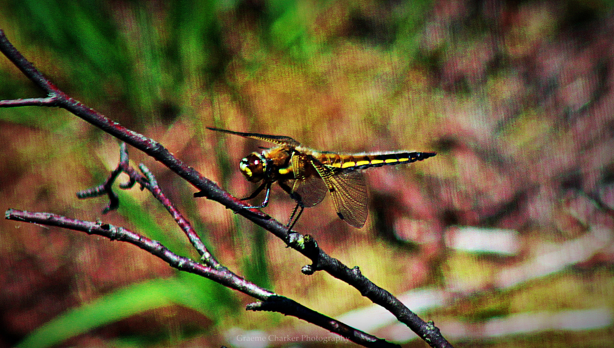 Canon EF 75-300mm f/4-5.6 sample photo. Dragonfly photography