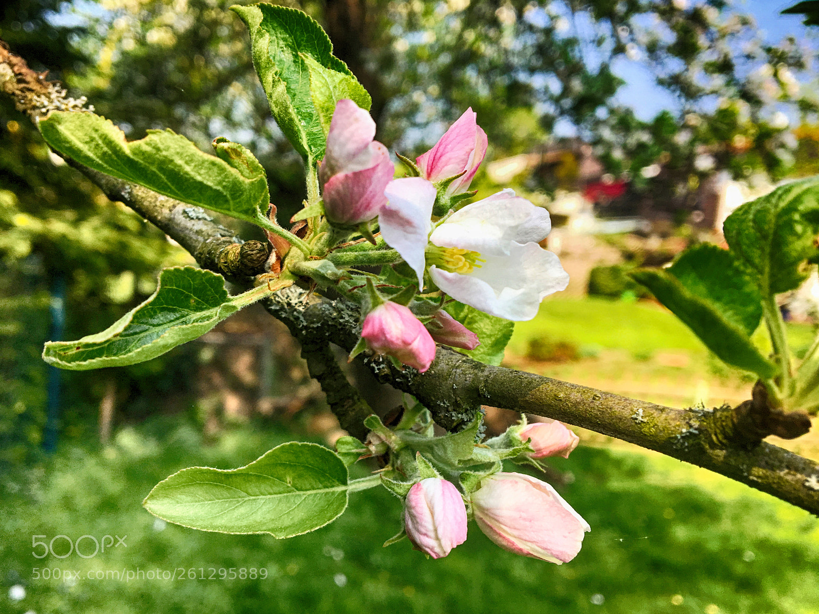 Apple iPhone 6s sample photo. Wunderbarer fr hling photography