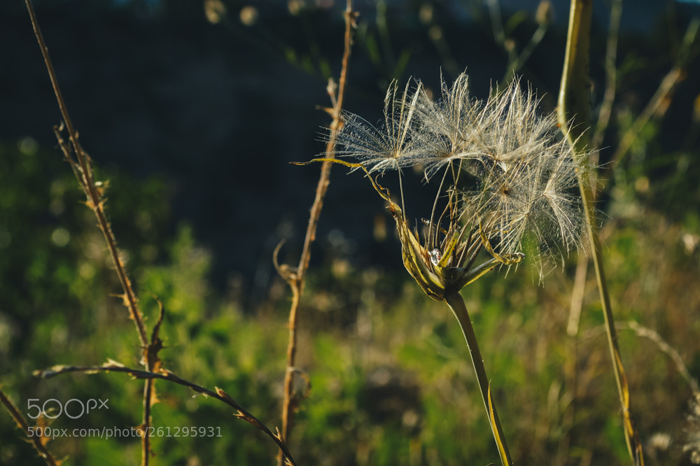 Nikon D3200 sample photo. Summer is coming photography