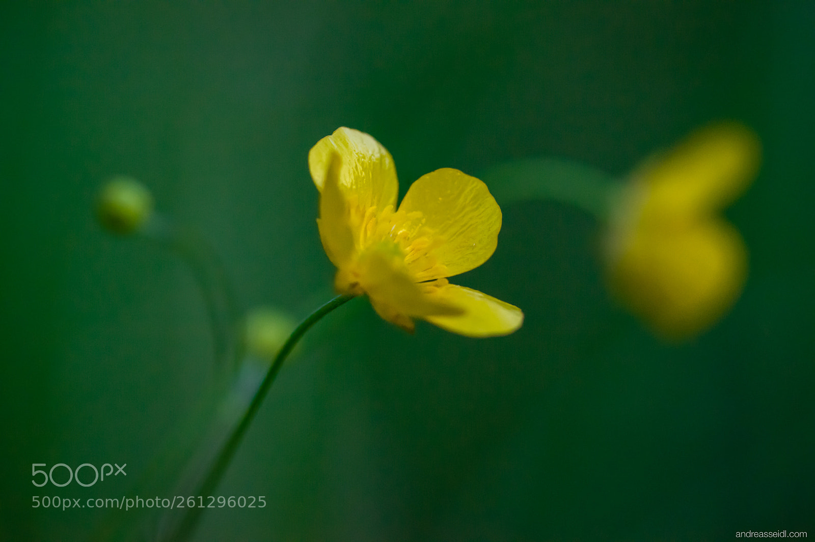Sony a7 sample photo. Hahnenfuß (ranunculus) photography