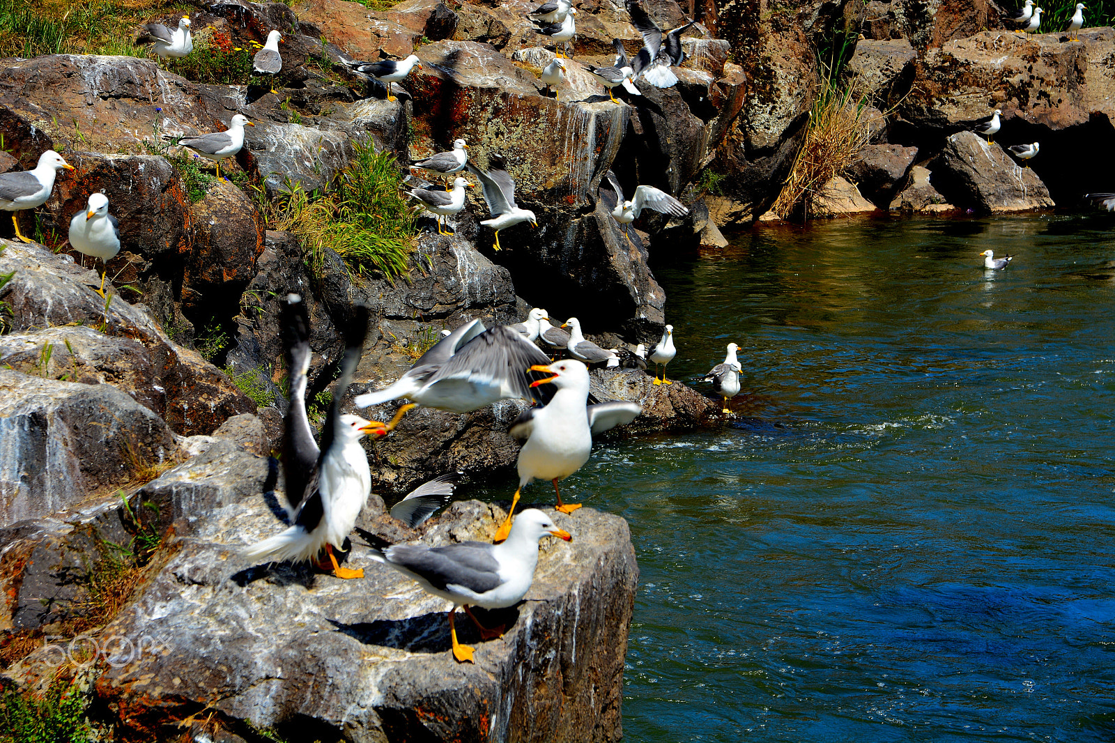 Nikon D7100 + Sigma 17-70mm F2.8-4 DC Macro OS HSM | C sample photo. Seagull photography